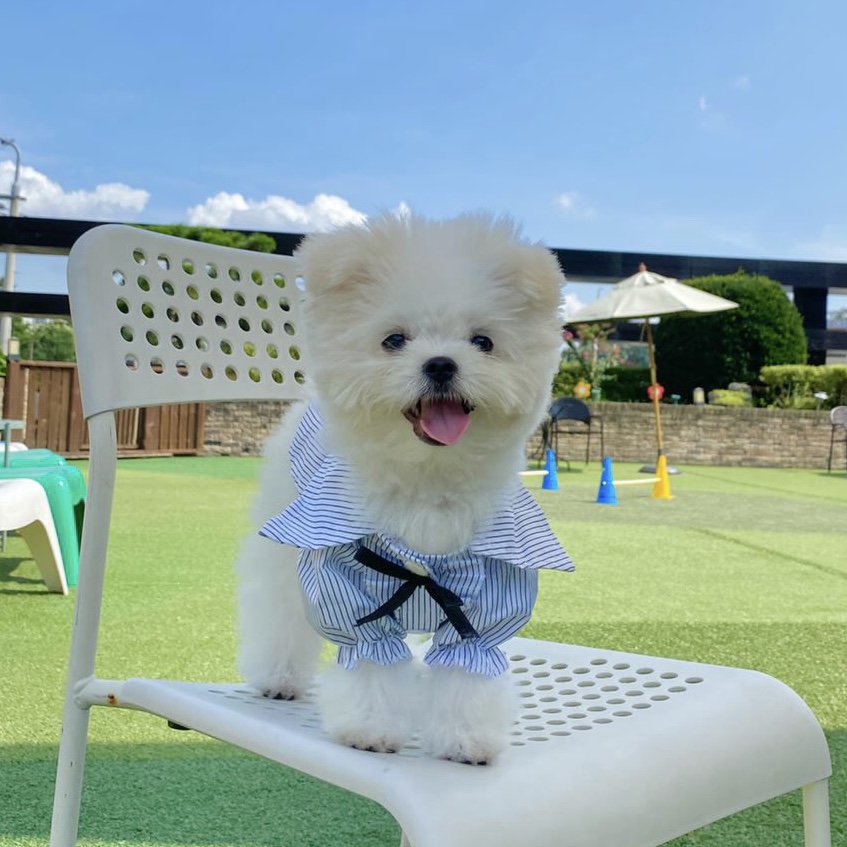 도그라운지 대표 이미지