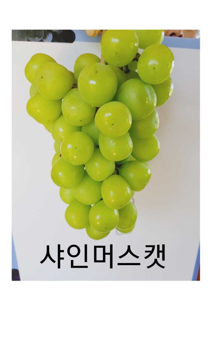 선정포도농원