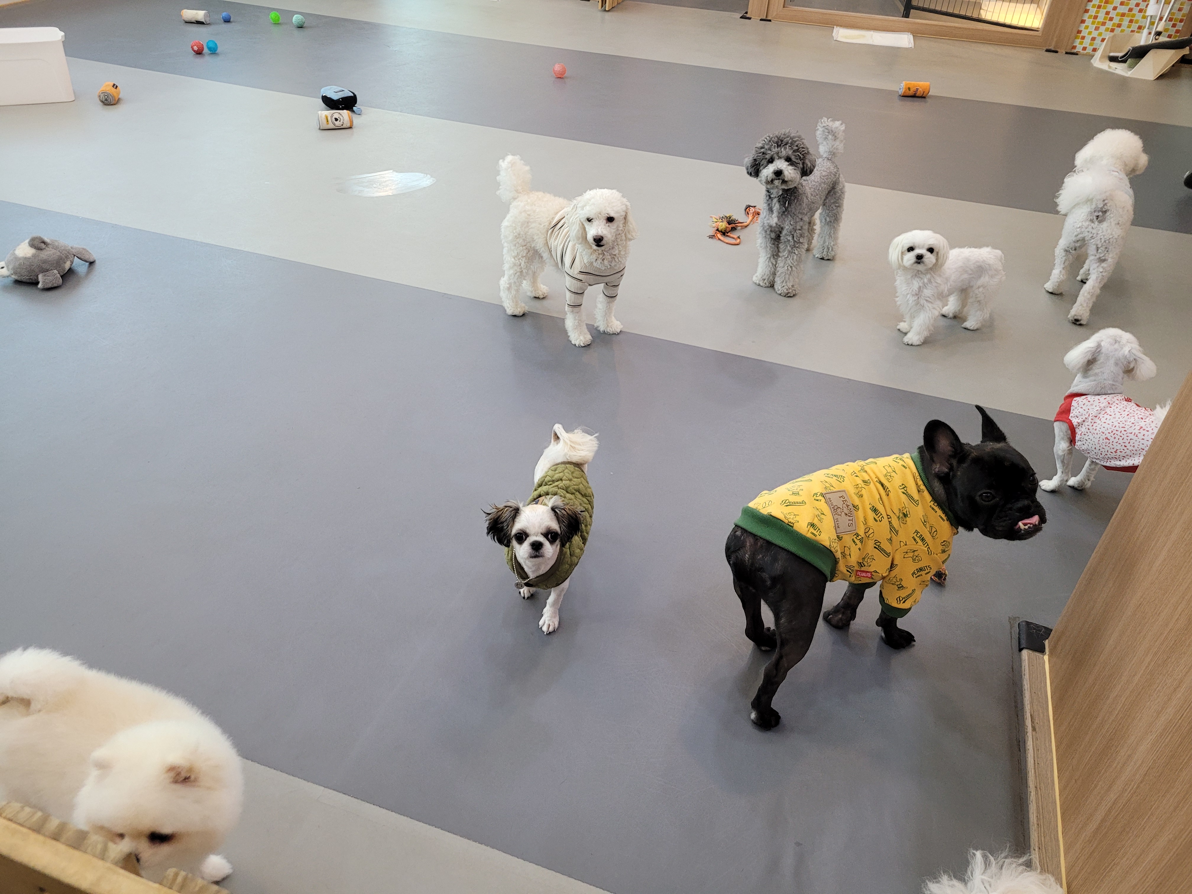 댕댕 쉼터 대표 이미지