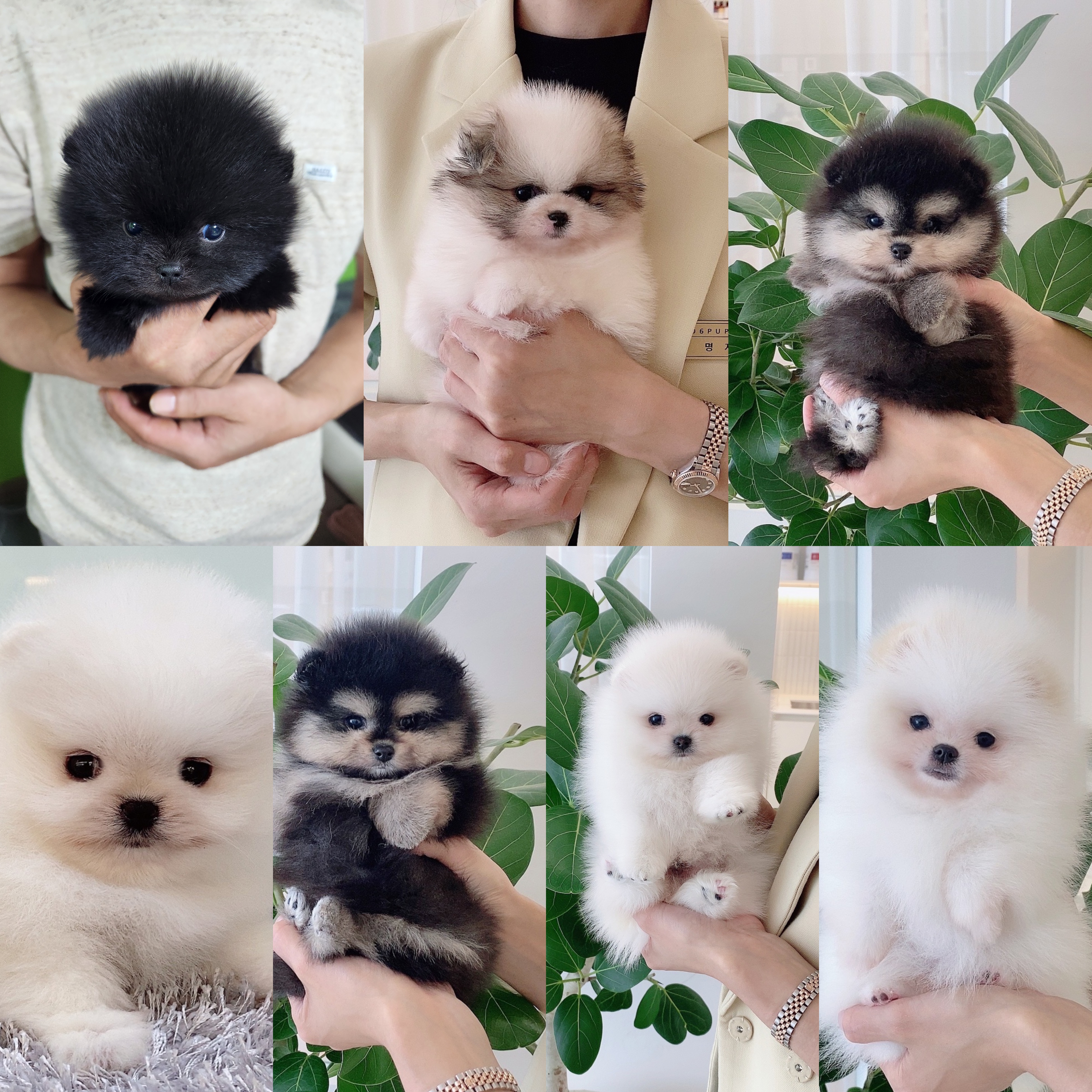 306퍼피