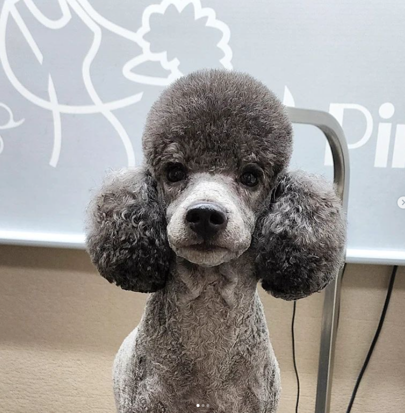 핑크멍 대표 이미지