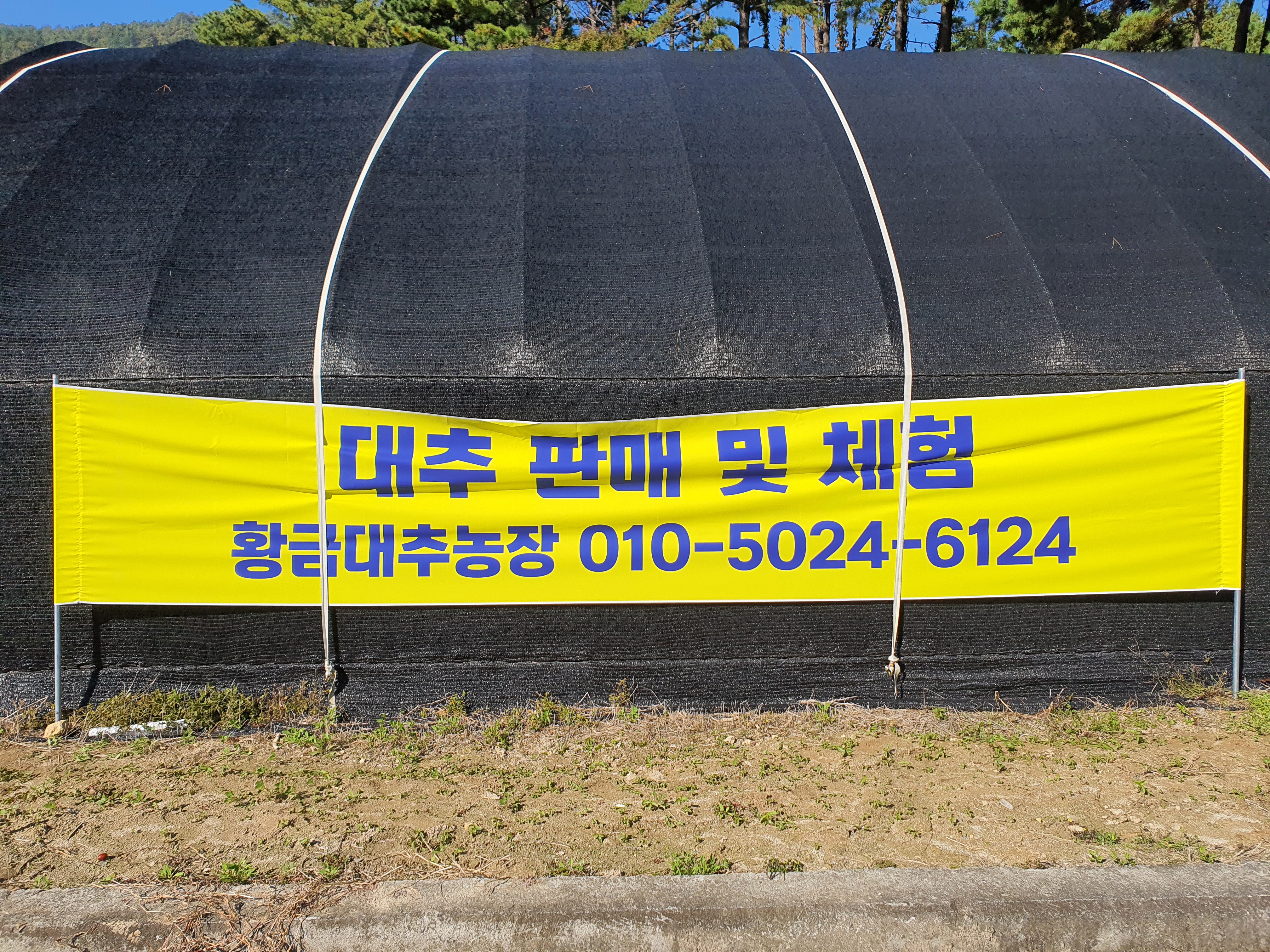 황금대추농장