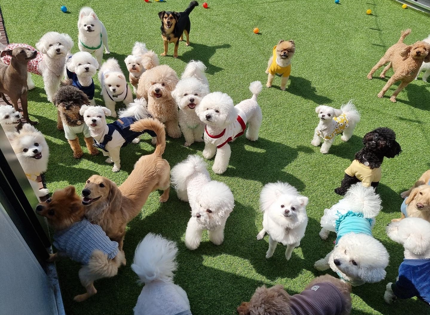 개바라기 북구점 대표 이미지