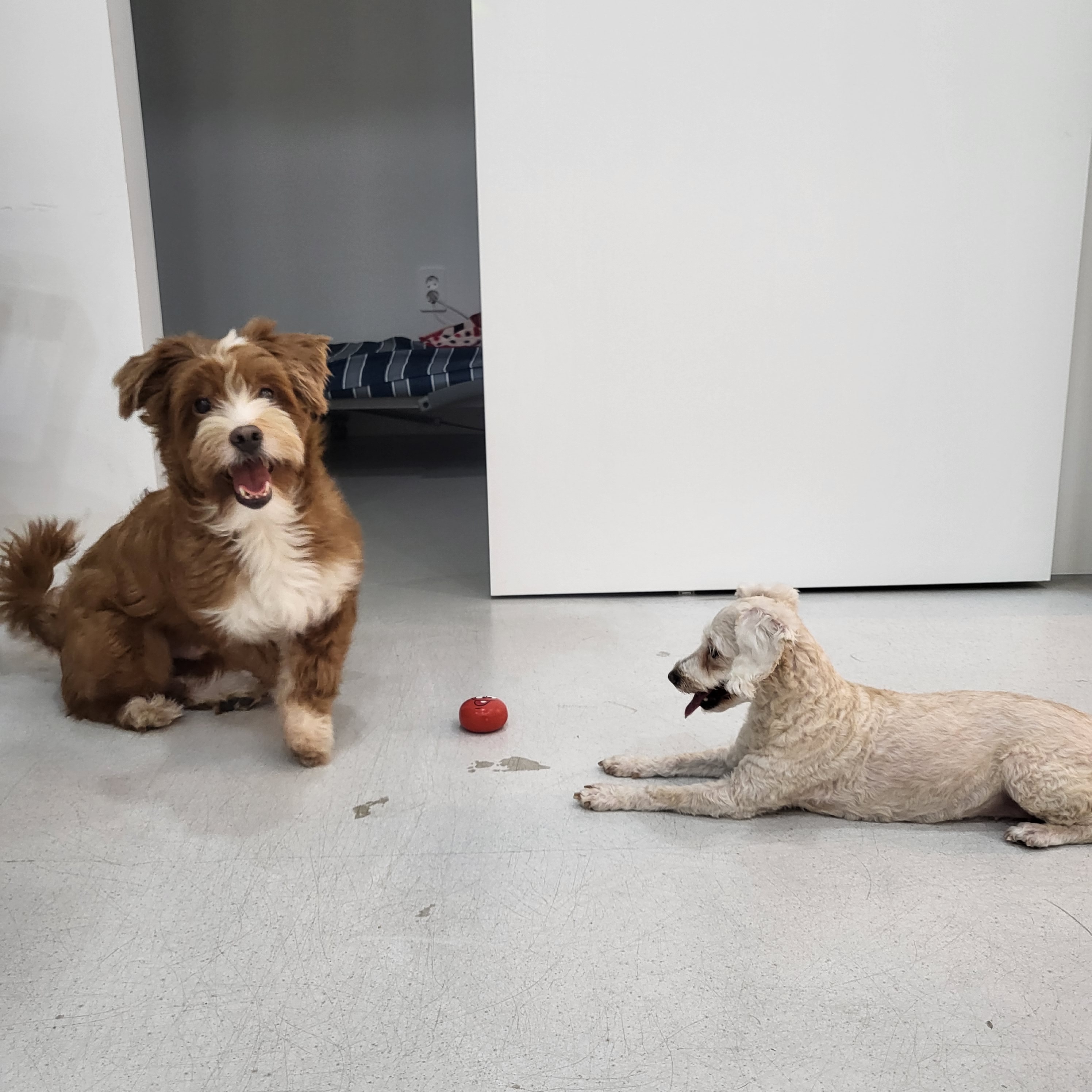 리브독 대표 이미지