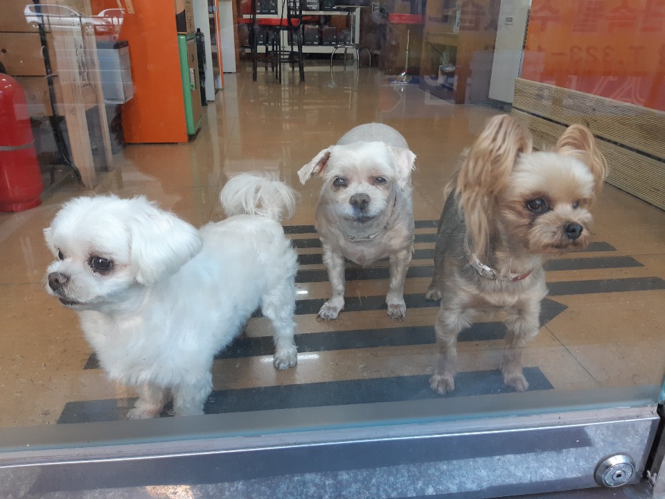 순돌뭐하니애견샵 대표 이미지