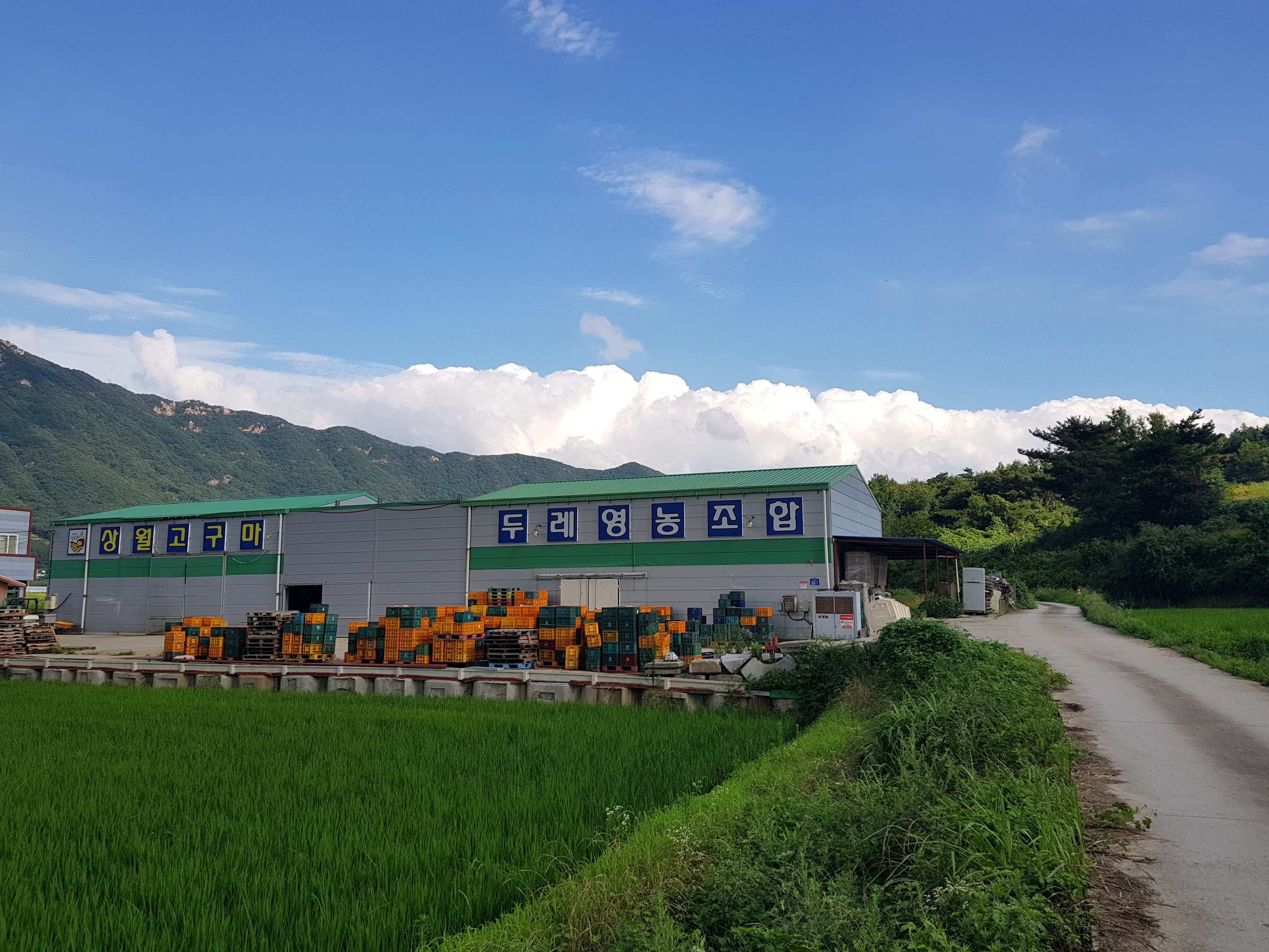 상월고구마두레영농조합