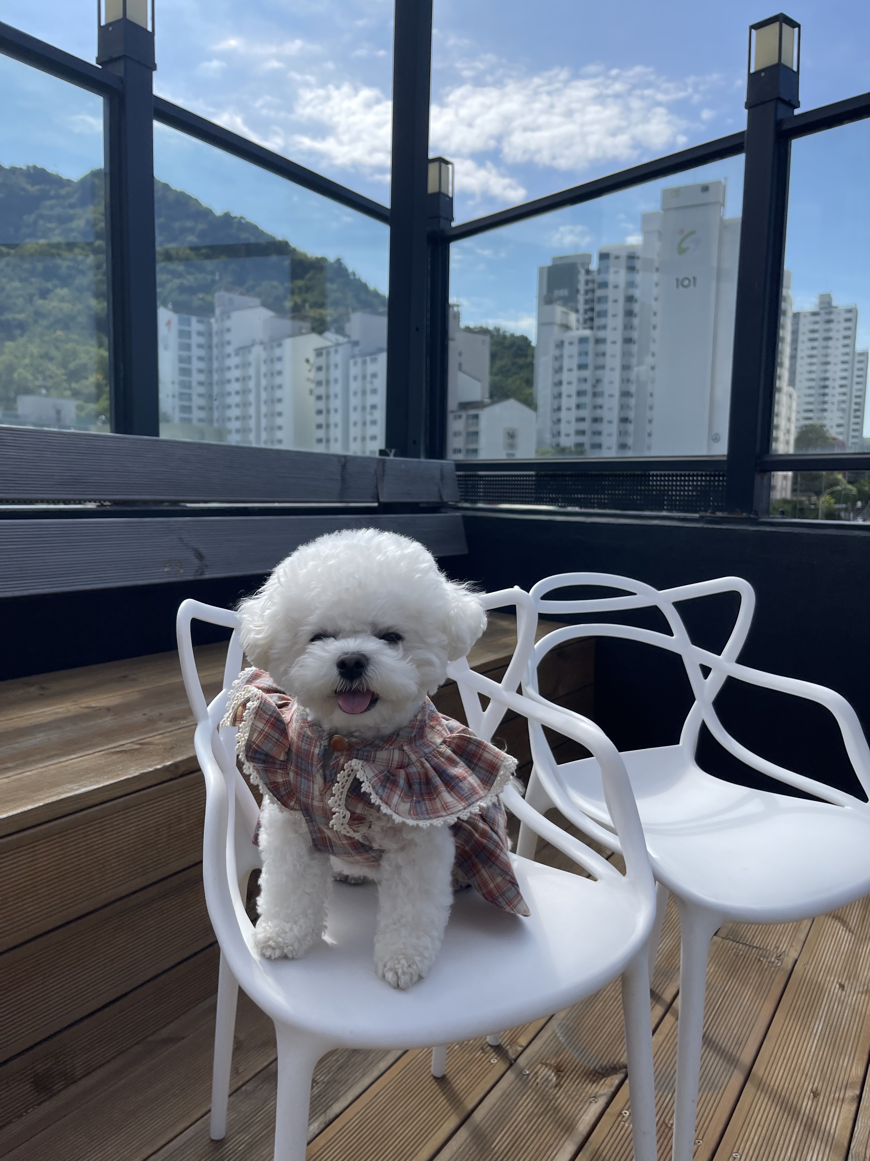 멍뭉다방 대표 이미지
