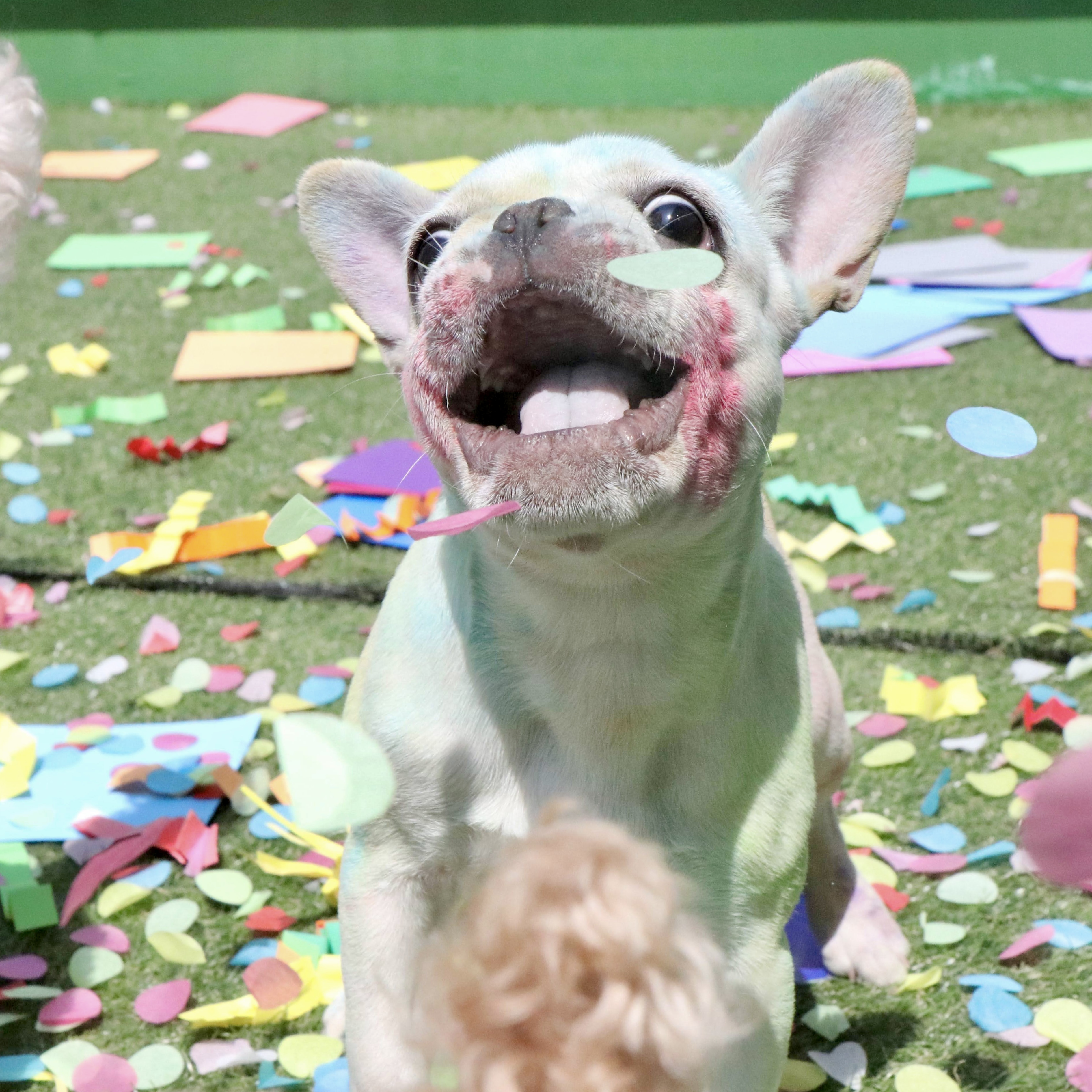 P&M반려견교육센터 대표 이미지