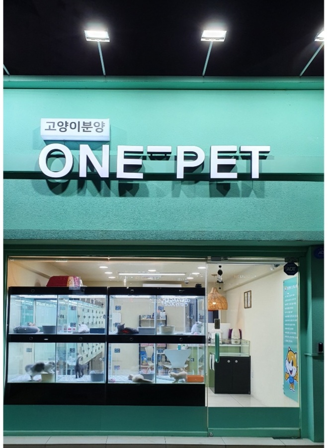대구고양이분양 원펫