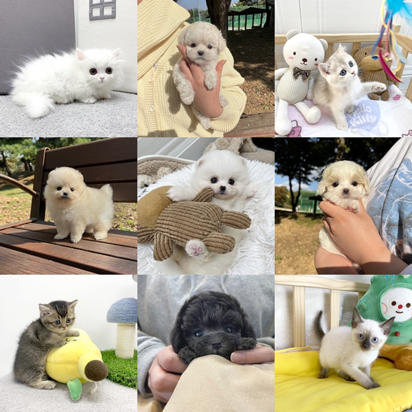 요미독 강아지 요미캣 고양이 안산점