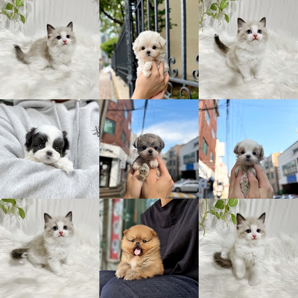 요미독 강아지 고양이 분양 애견샵 강남점