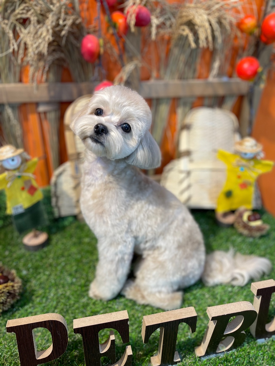 펫버스 대표 이미지