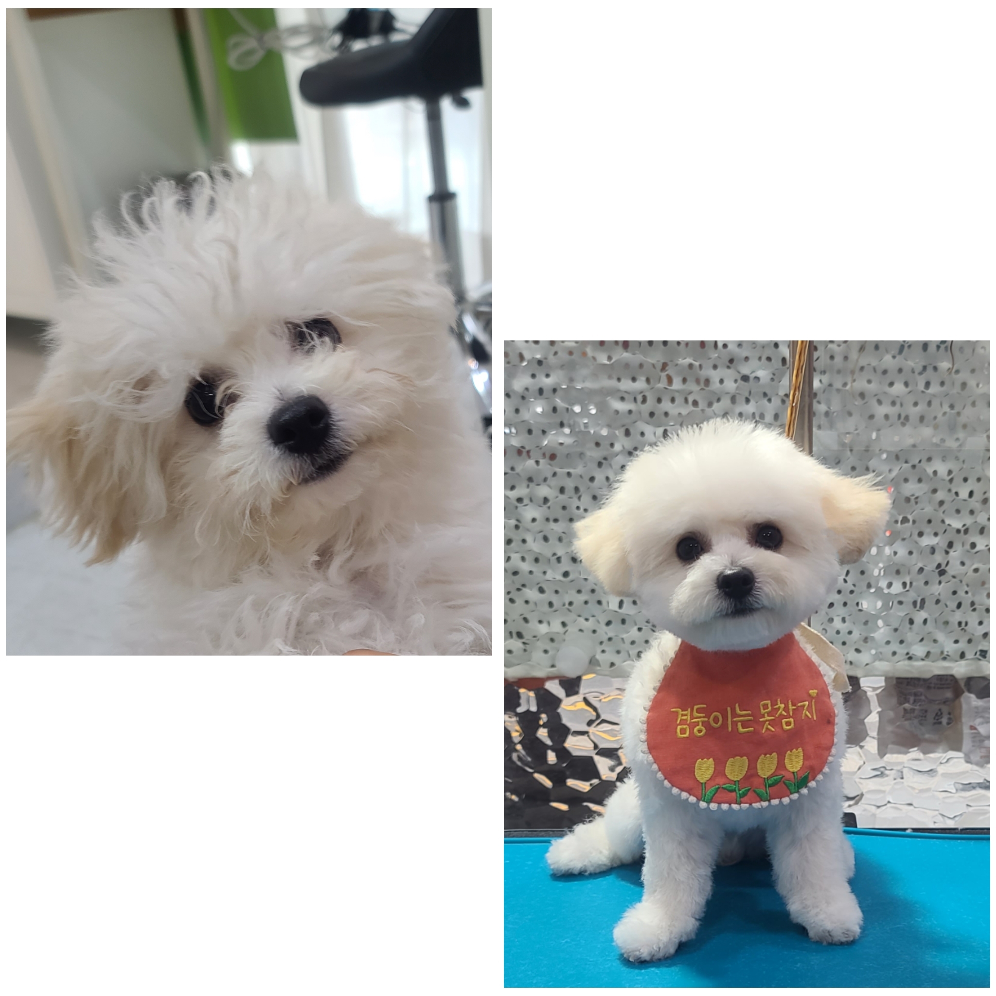 선녀와강아지 대표 이미지