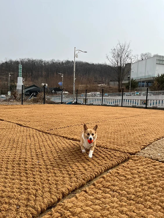 브라우니 마당 경기 애견여행지