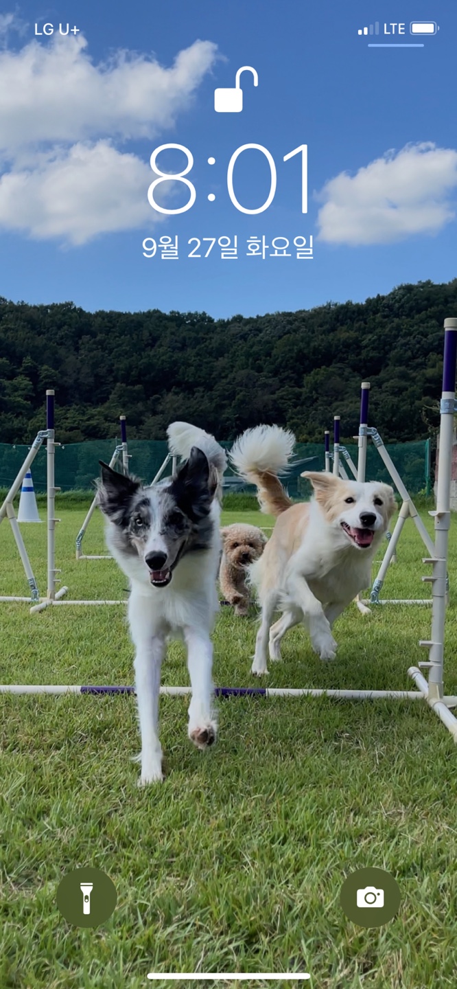 로빈이네운동장 충청 애견여행지