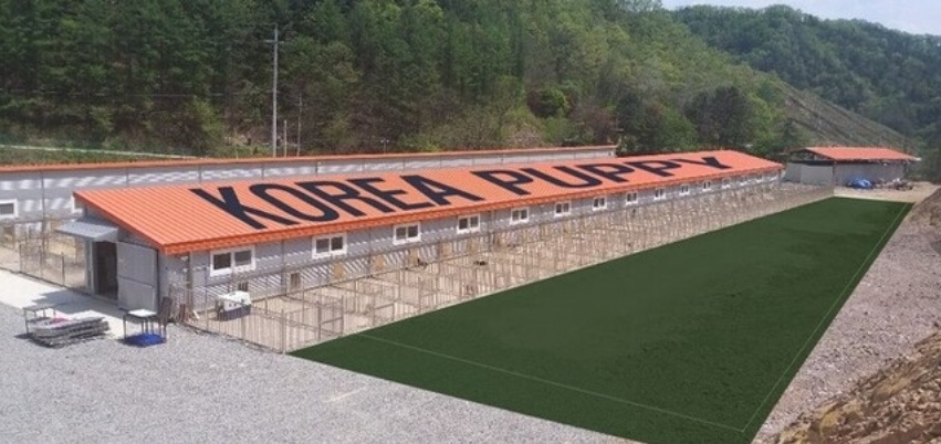 코리아퍼피