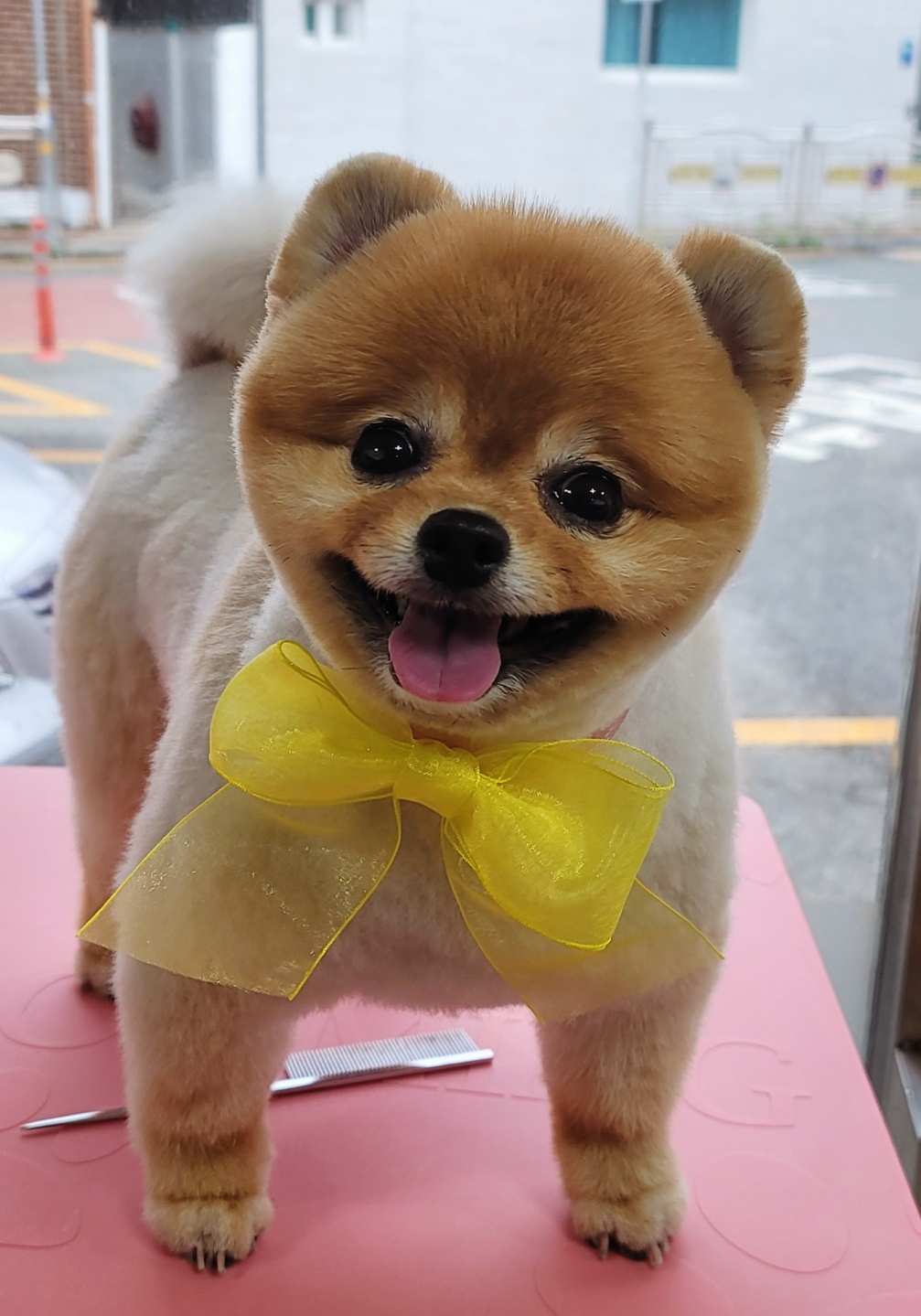 강아지마을 대표 이미지