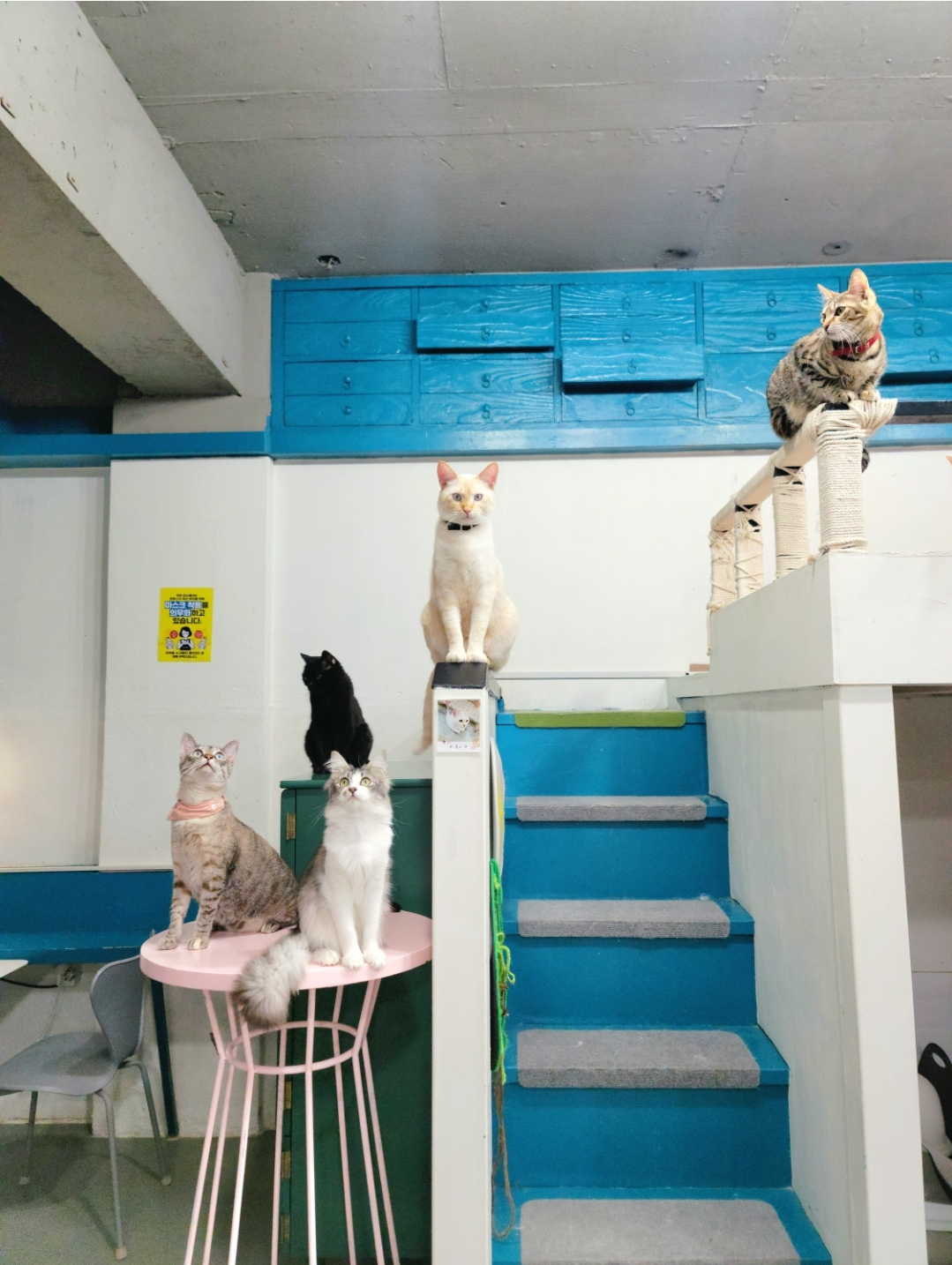 냥다방
