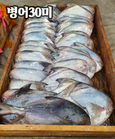 어부의딸