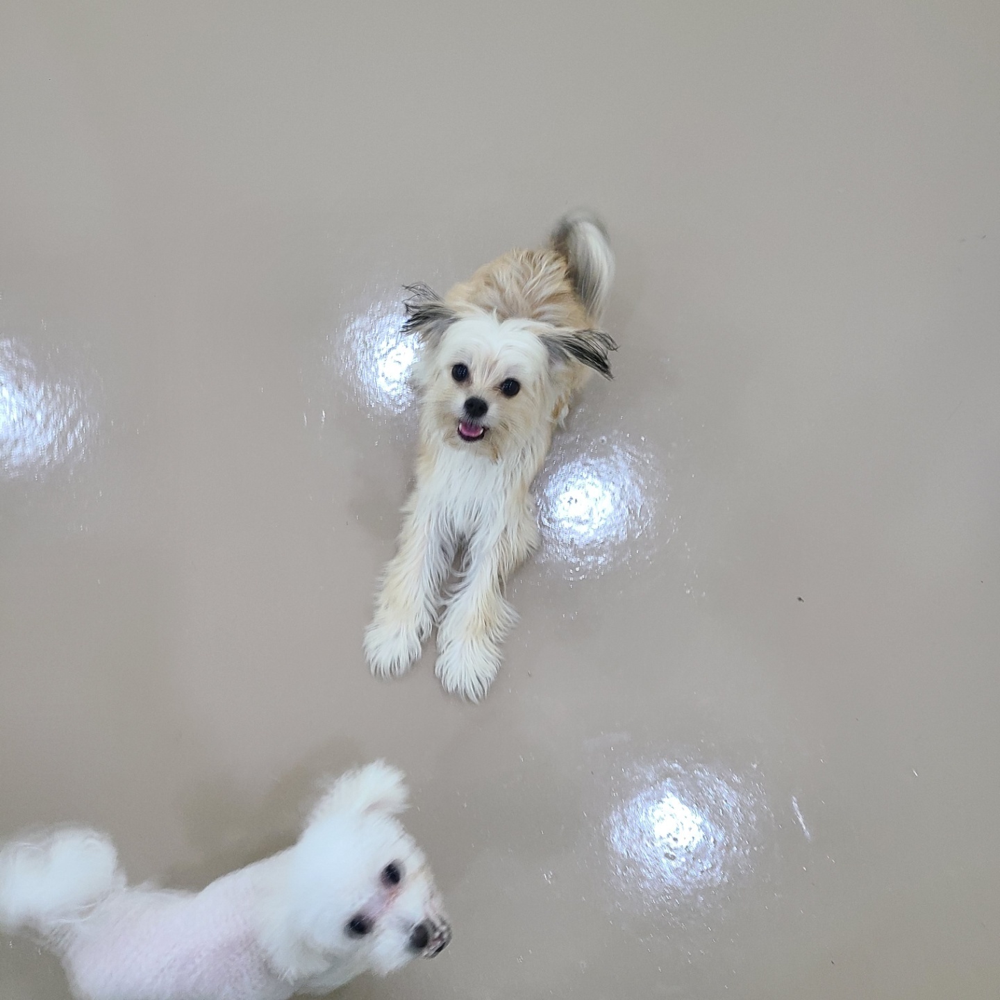 멍머니 애견호텔 대표 이미지
