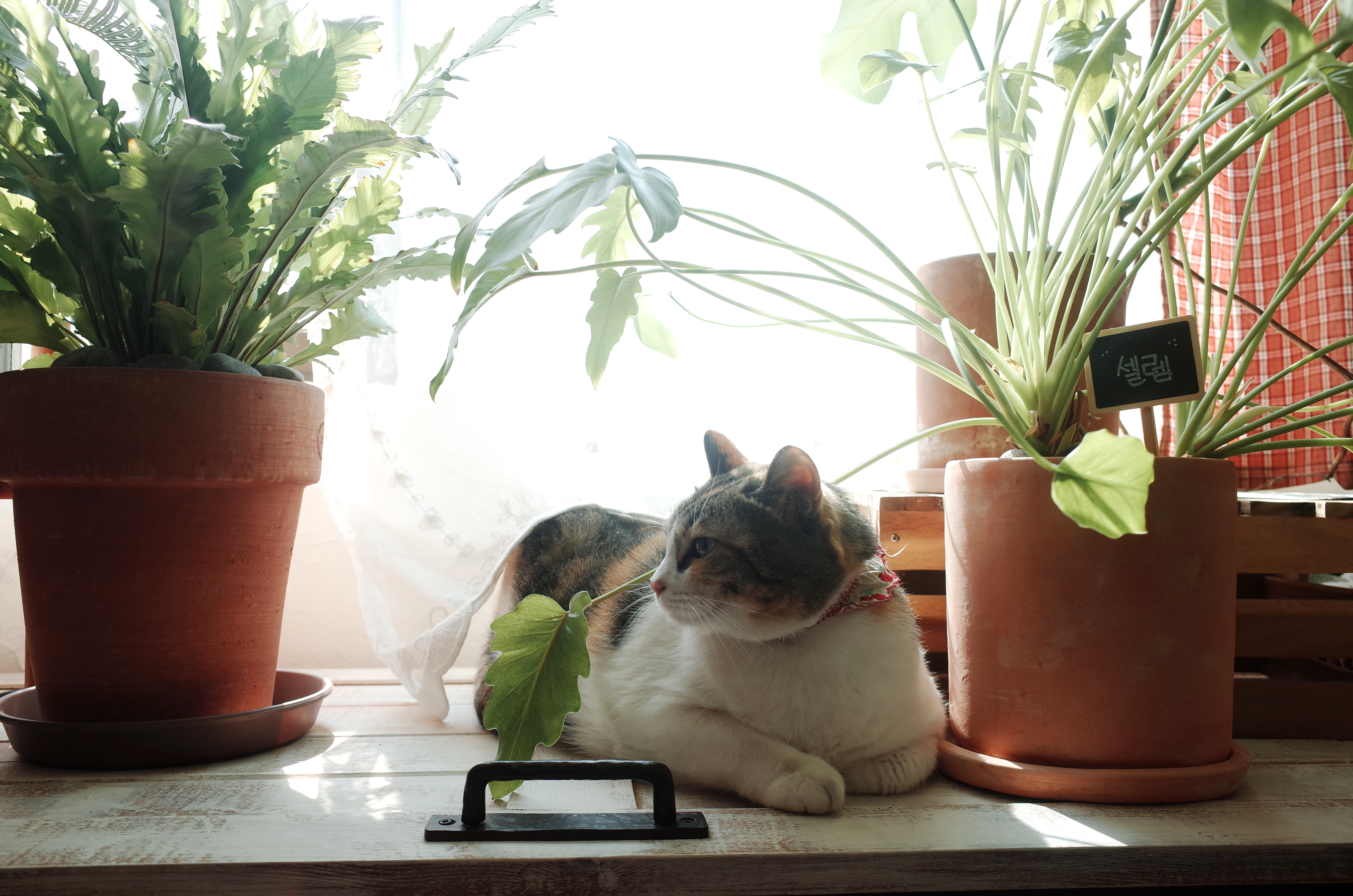 우디숲 대표 이미지