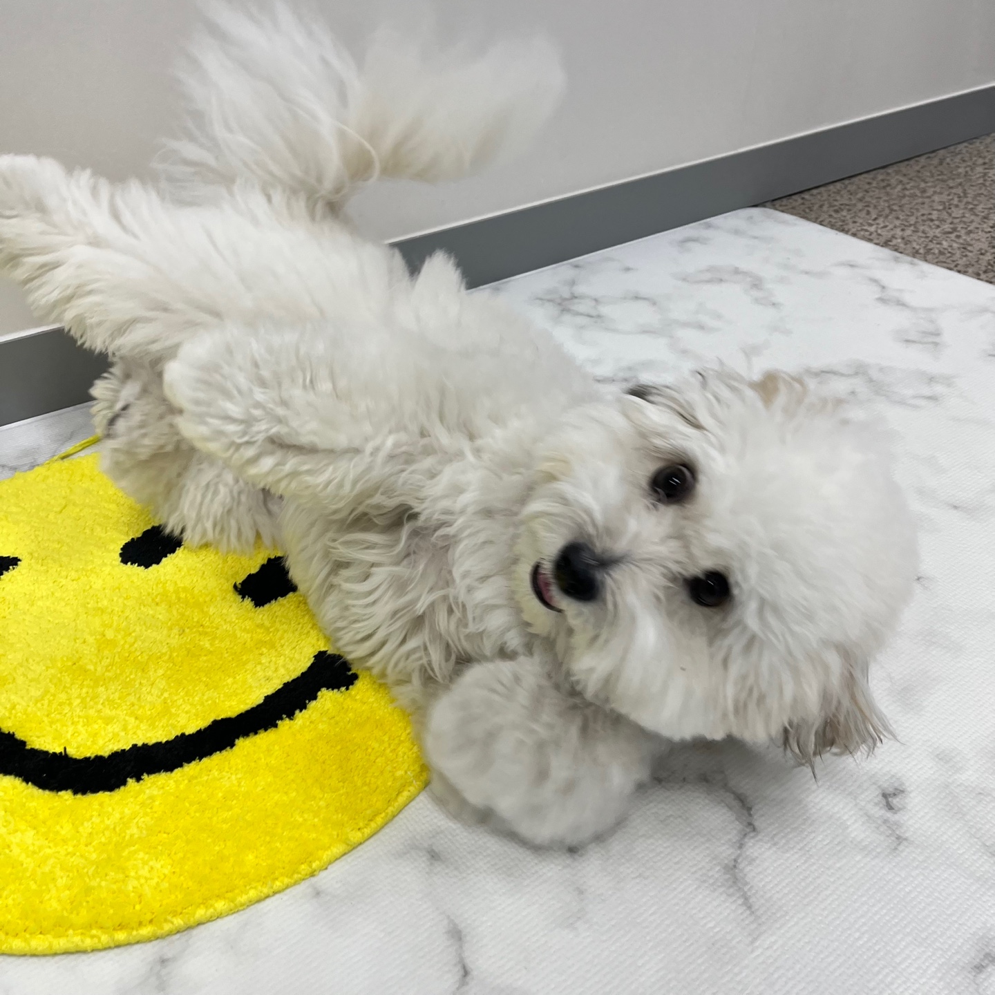 리본 강아지 유치원 대표 이미지