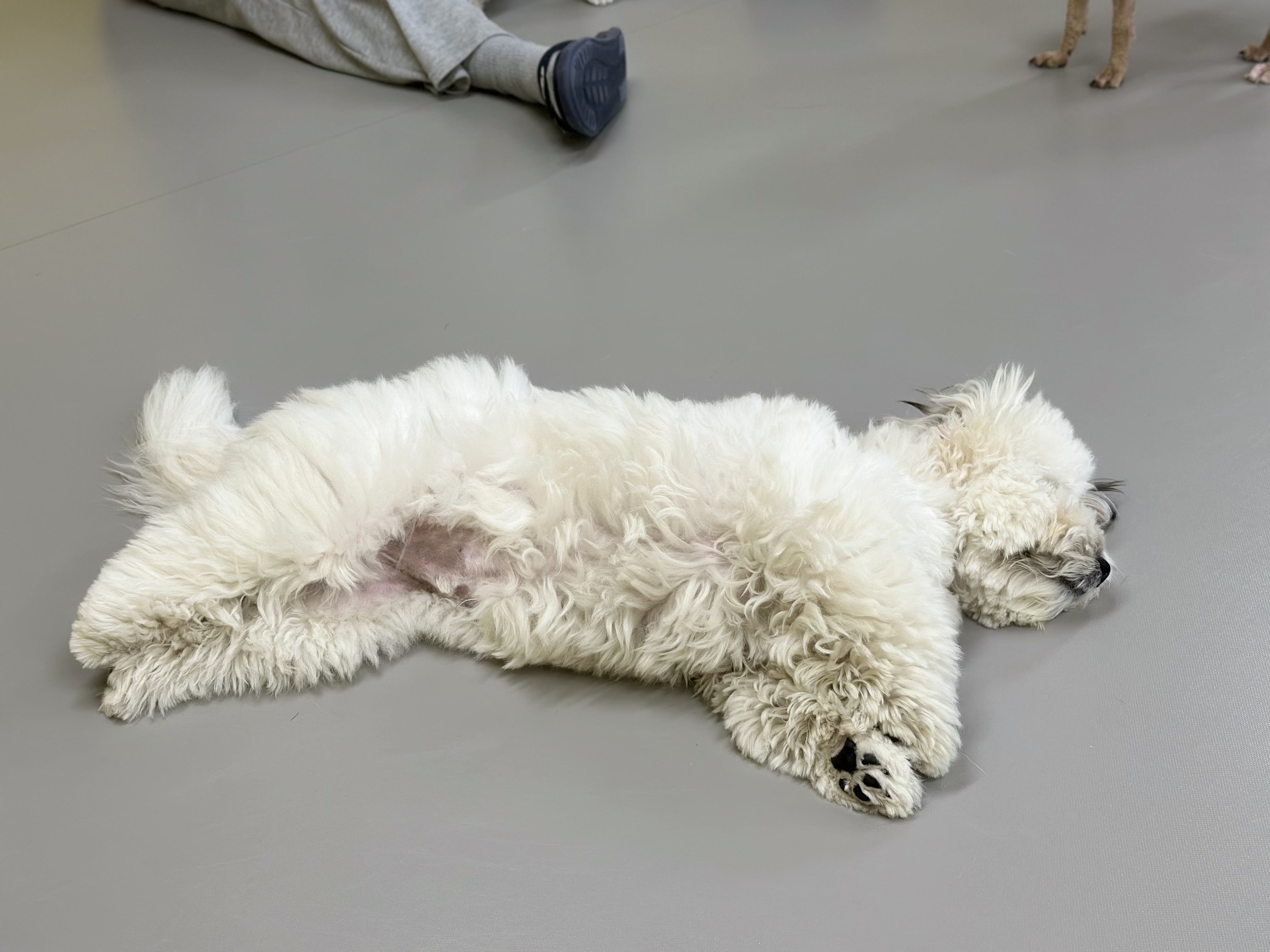 리본 강아지 유치원 대표 이미지