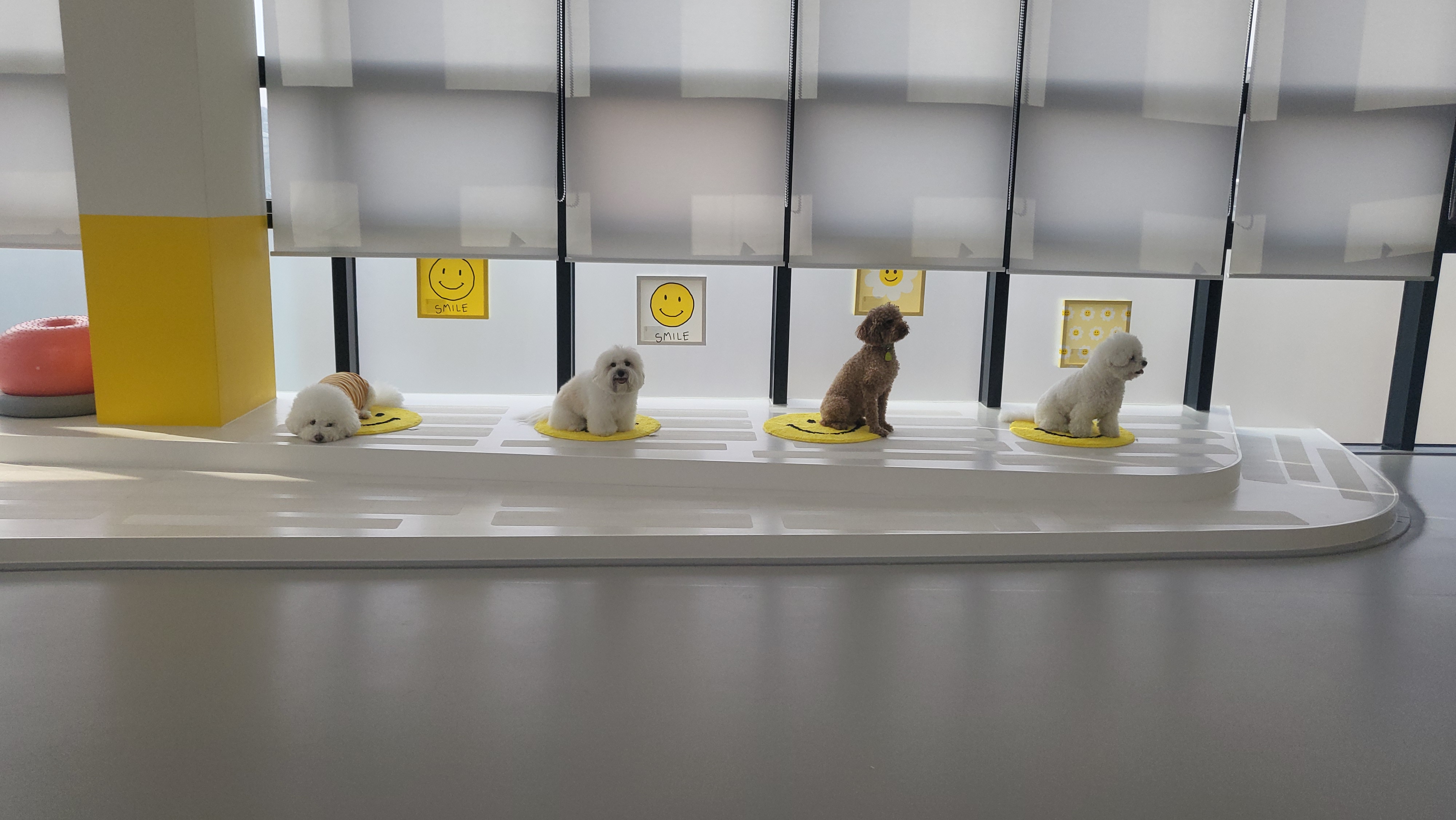 리본 강아지 유치원 대표 이미지