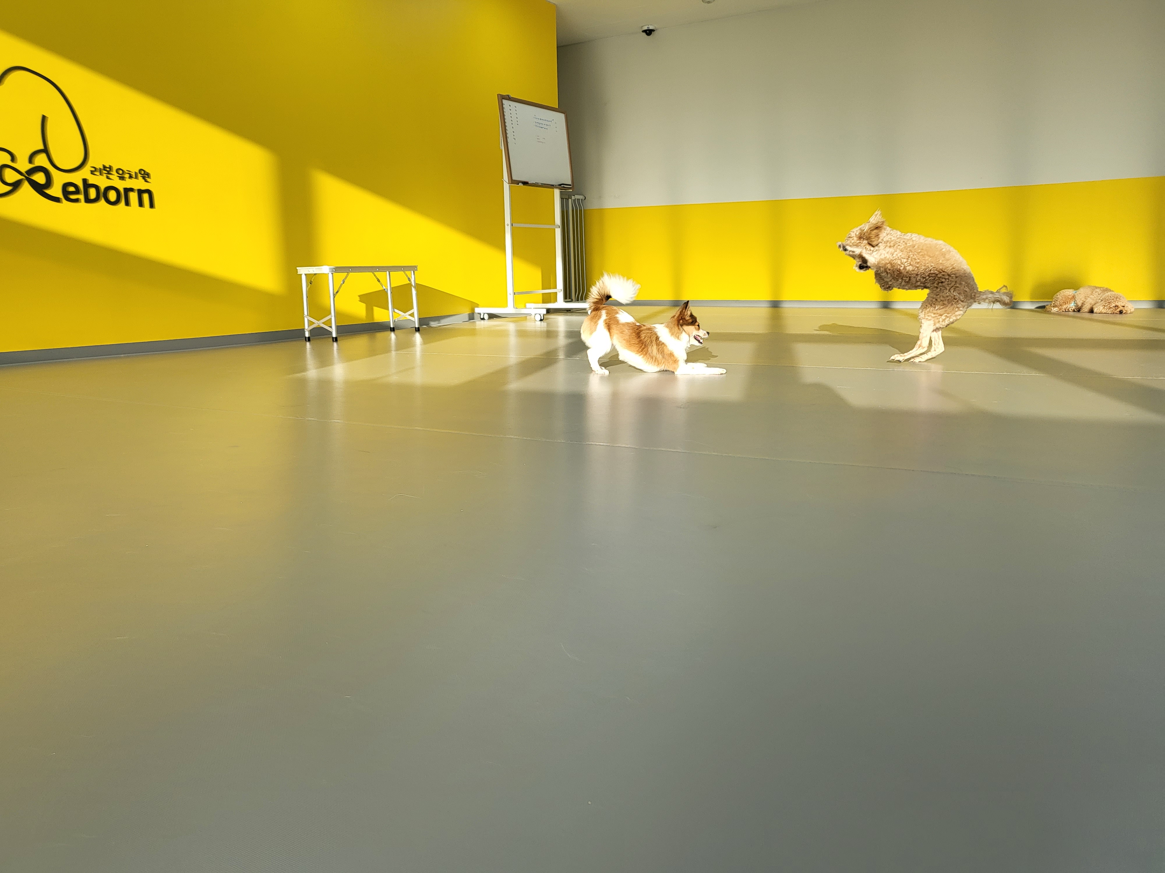 리본 강아지 유치원 대표 이미지