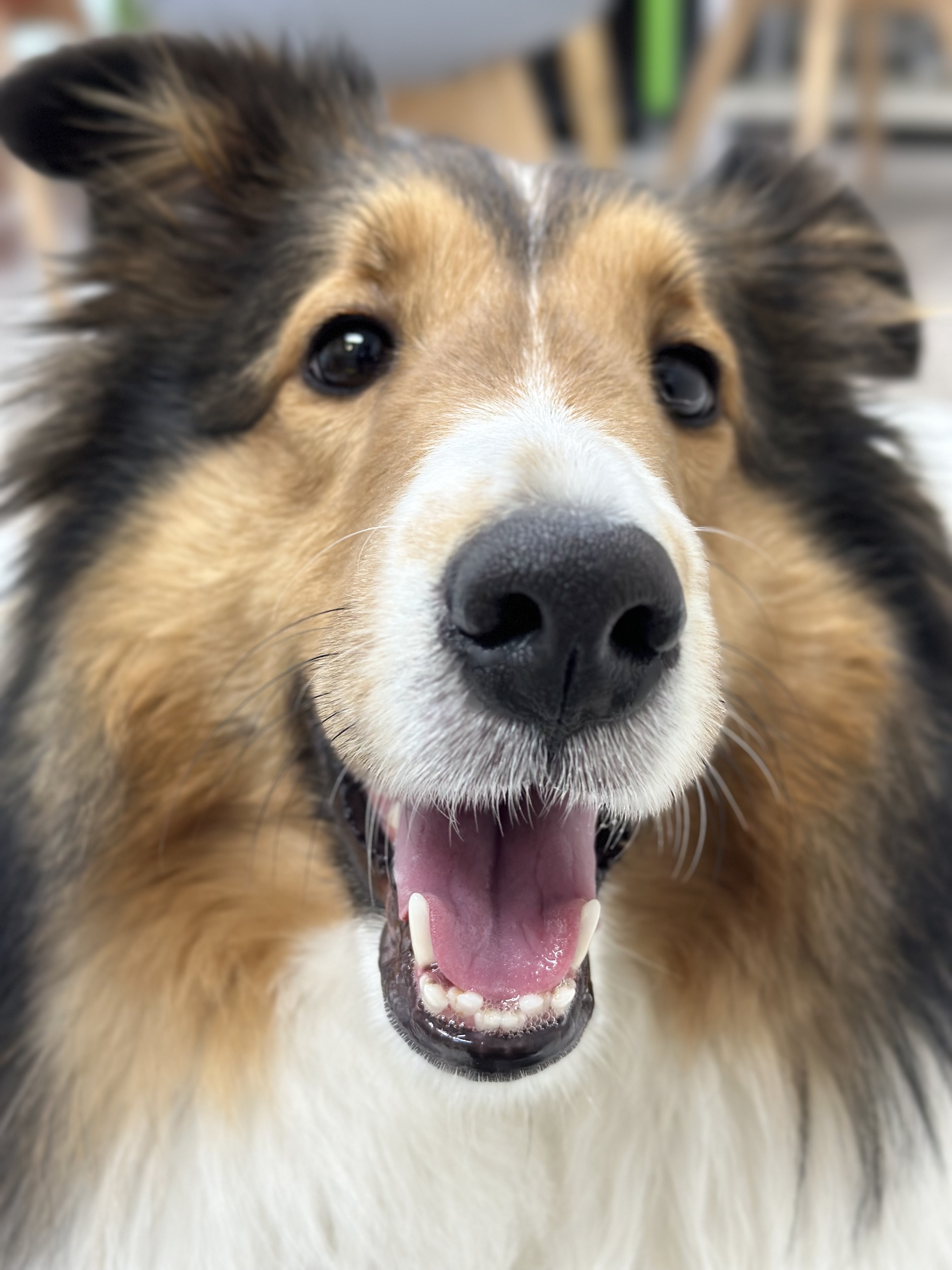 리본 강아지 유치원 대표 이미지