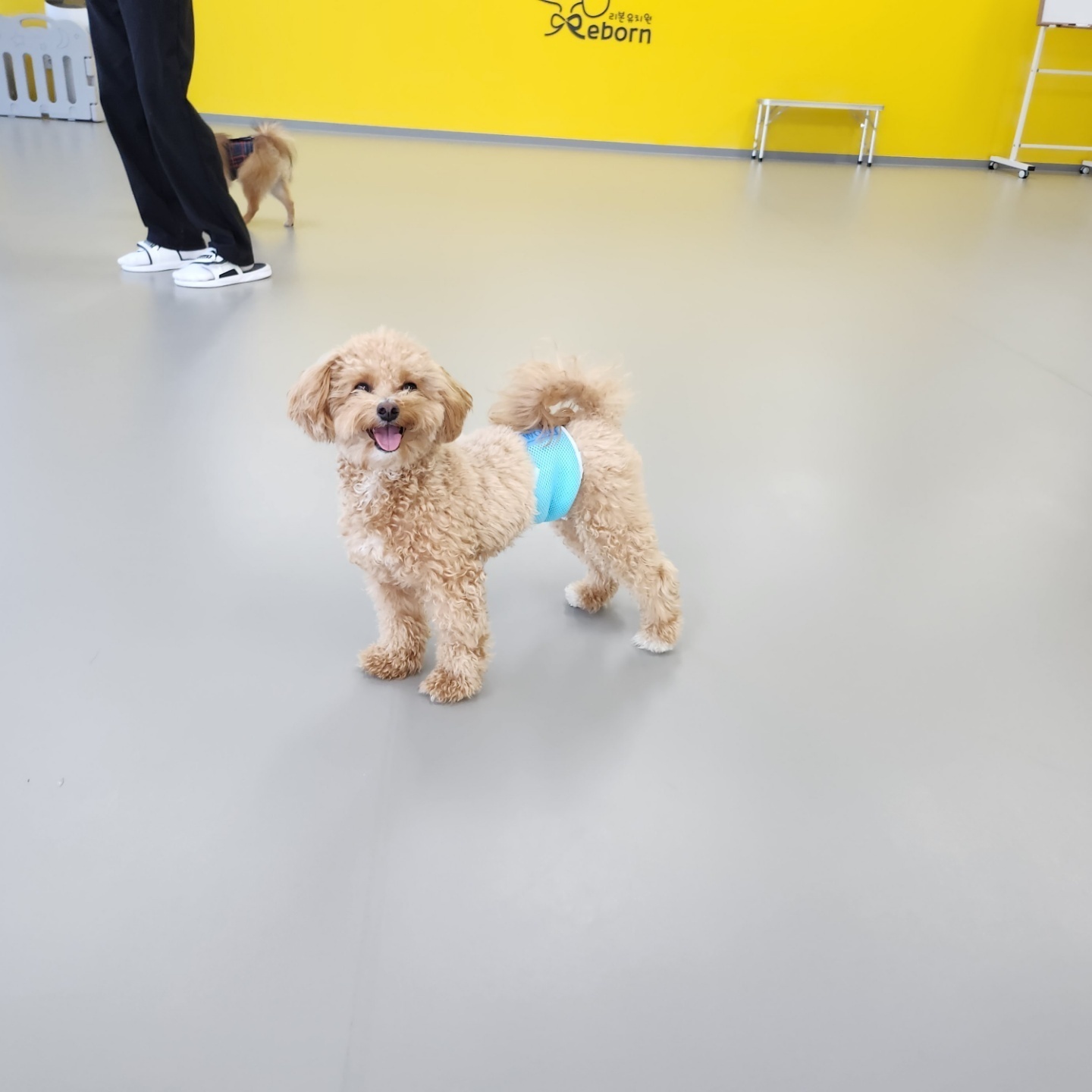 리본 강아지 유치원 대표 이미지