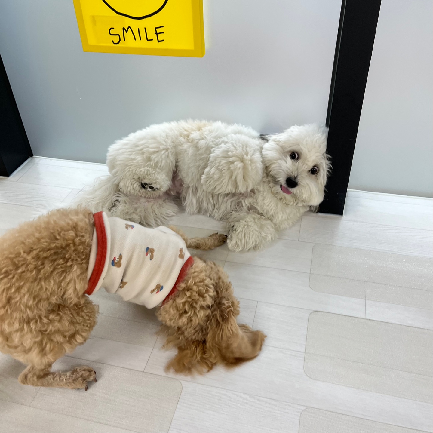 리본 강아지 유치원 이미지