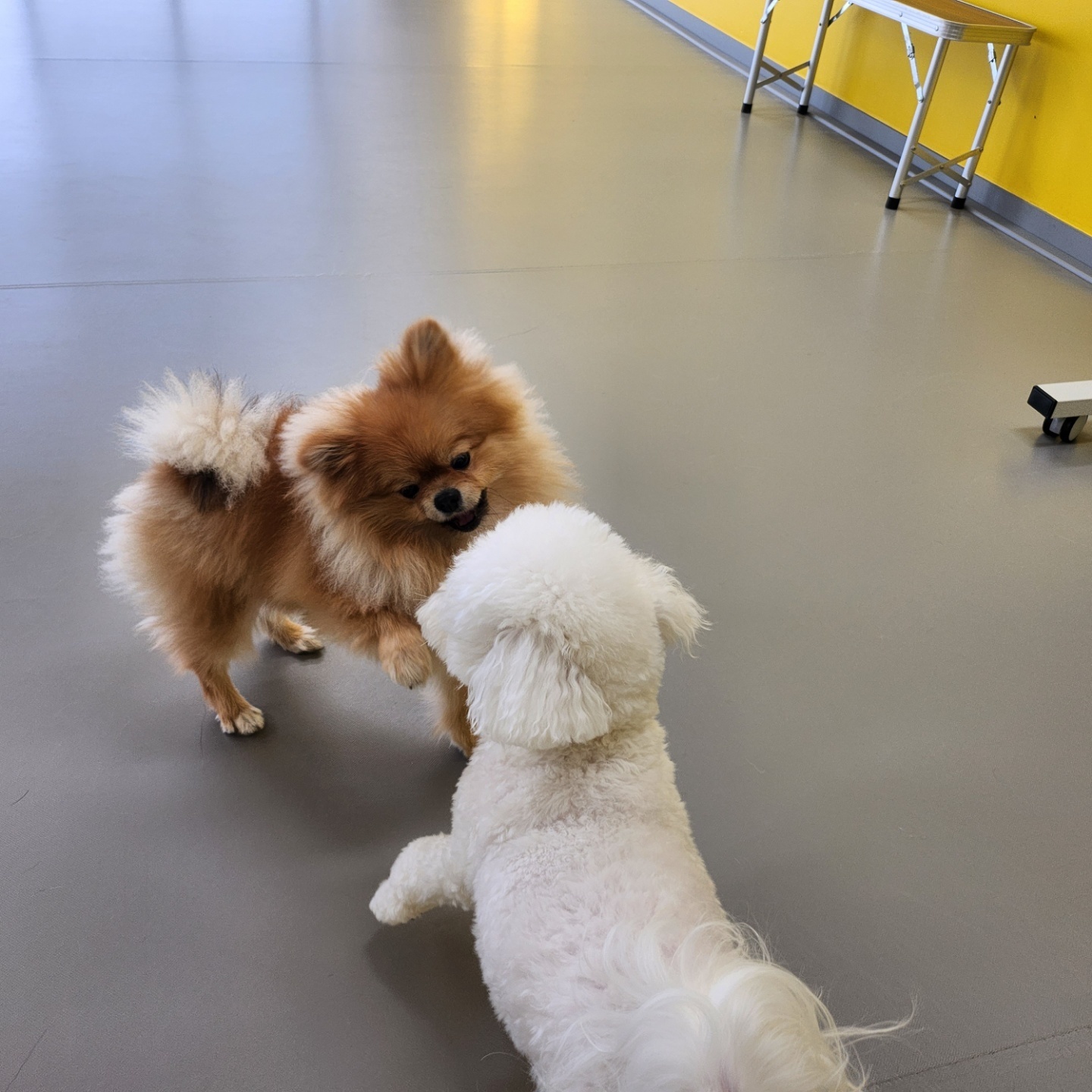 리본 강아지 유치원 대표 이미지