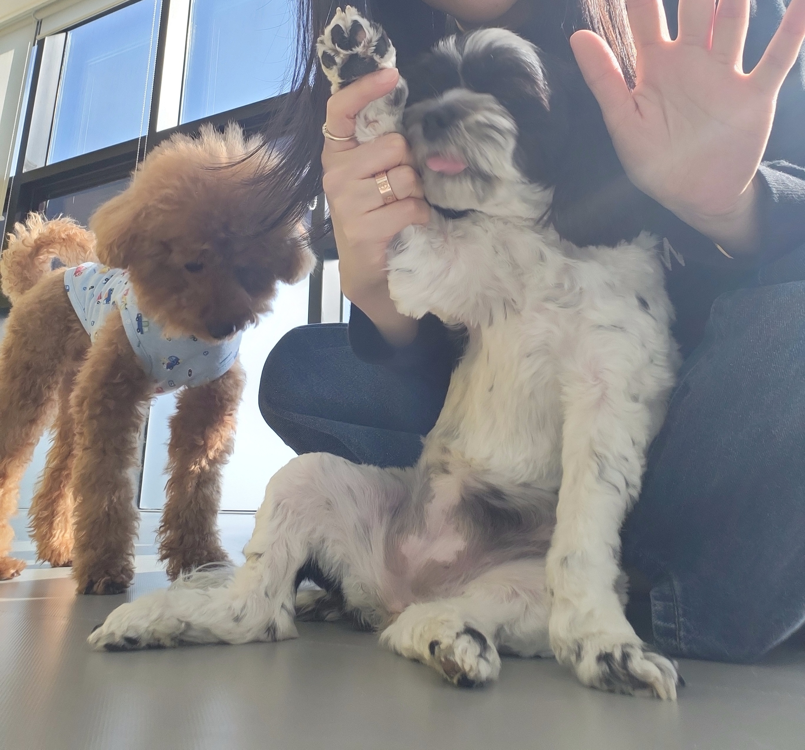 리본 강아지 유치원 대표 이미지