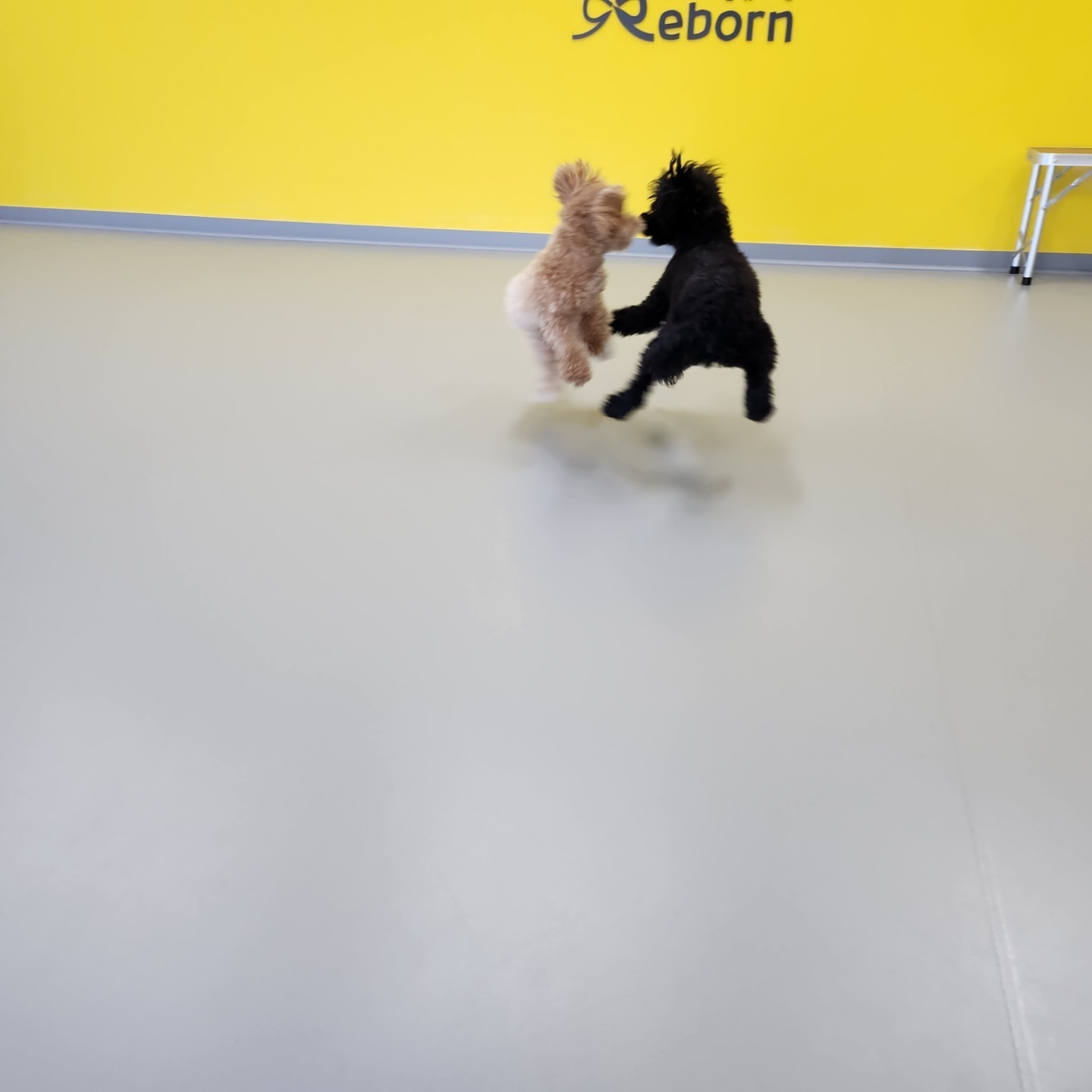 리본 강아지 유치원 대표 이미지