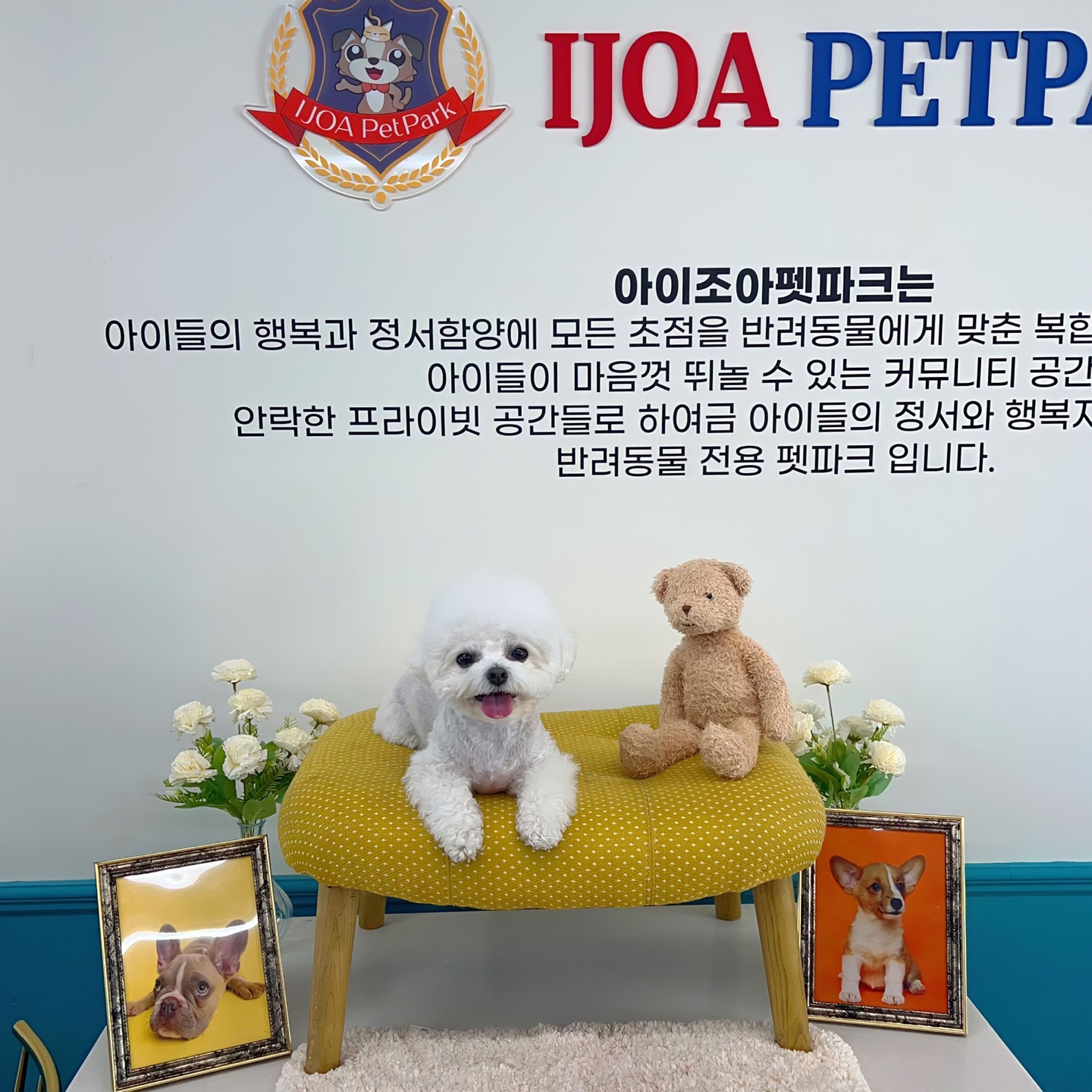 아이조아펫파크 동탄점 이색애견카페 애견유치원 훈련 호텔