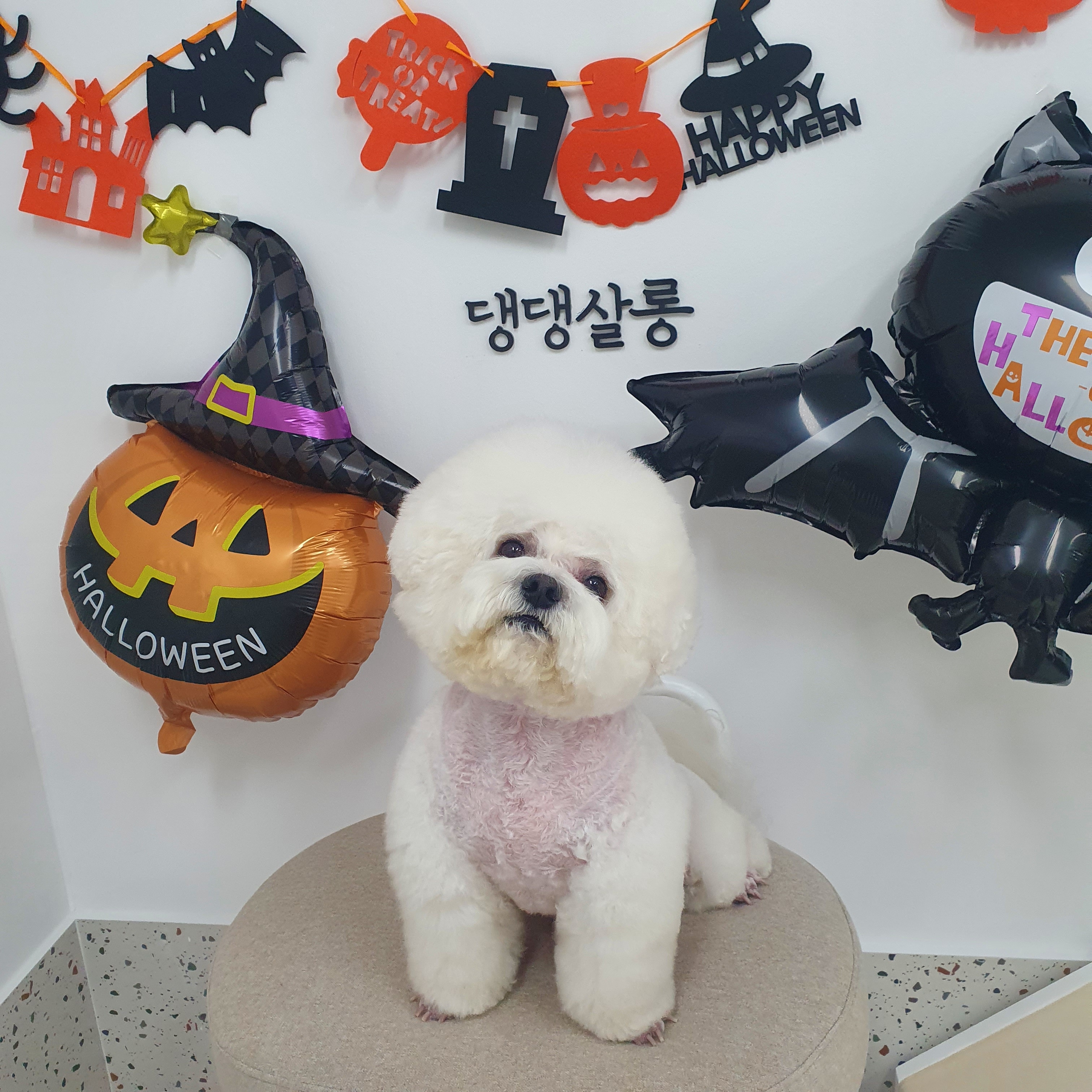 댕댕살롱 대표 이미지