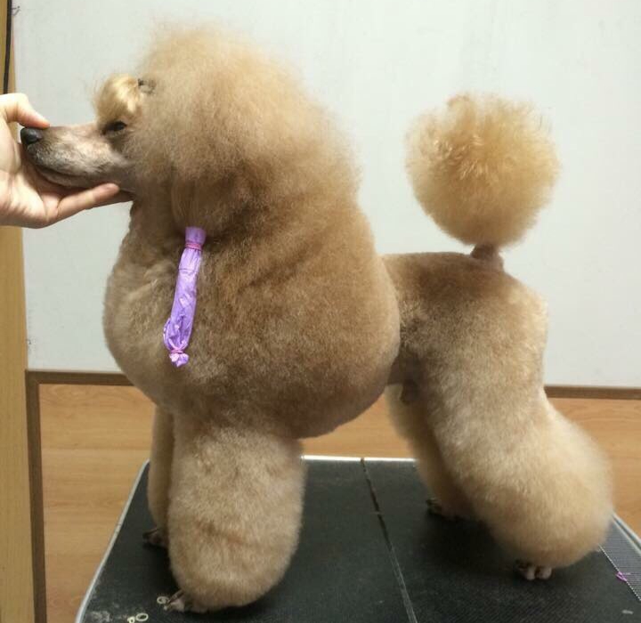 청주탑애견미용전문학원