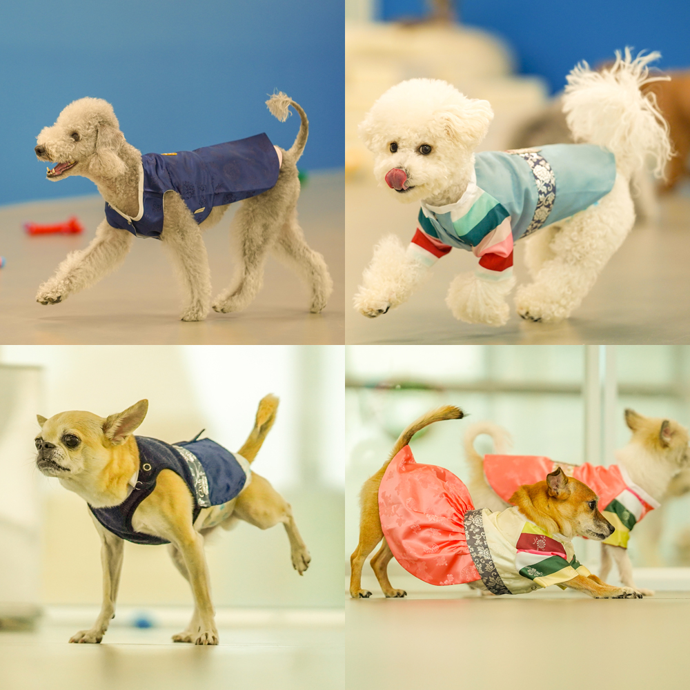 체크인독 애견유치원 대표 이미지