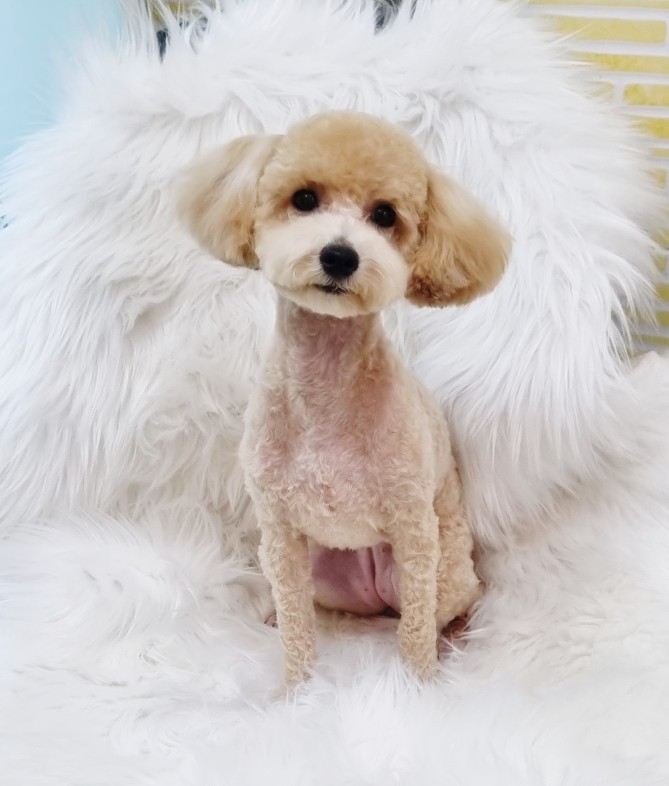 요크독애견샵 대표 이미지