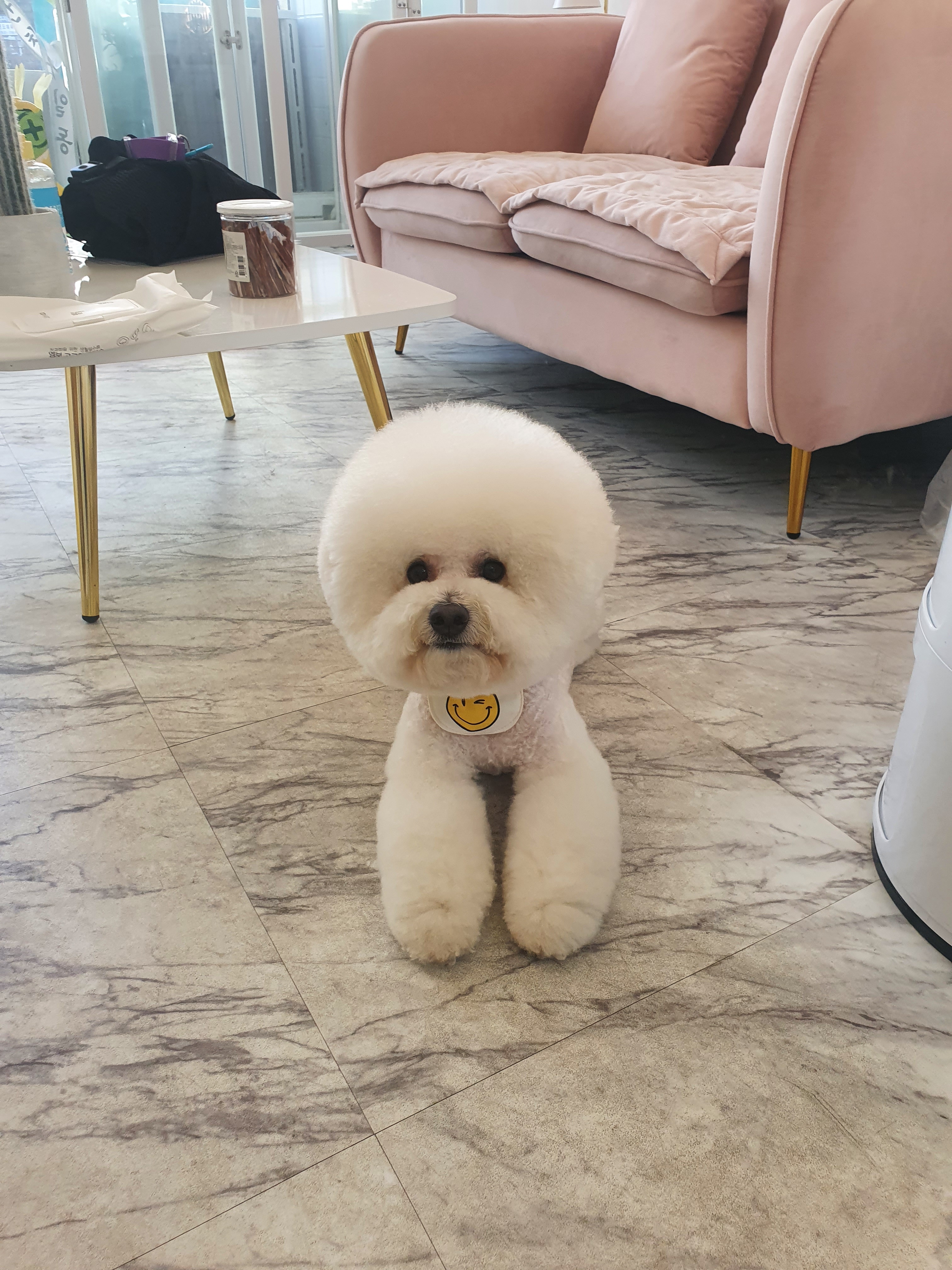 봄강아지salon 대표 이미지