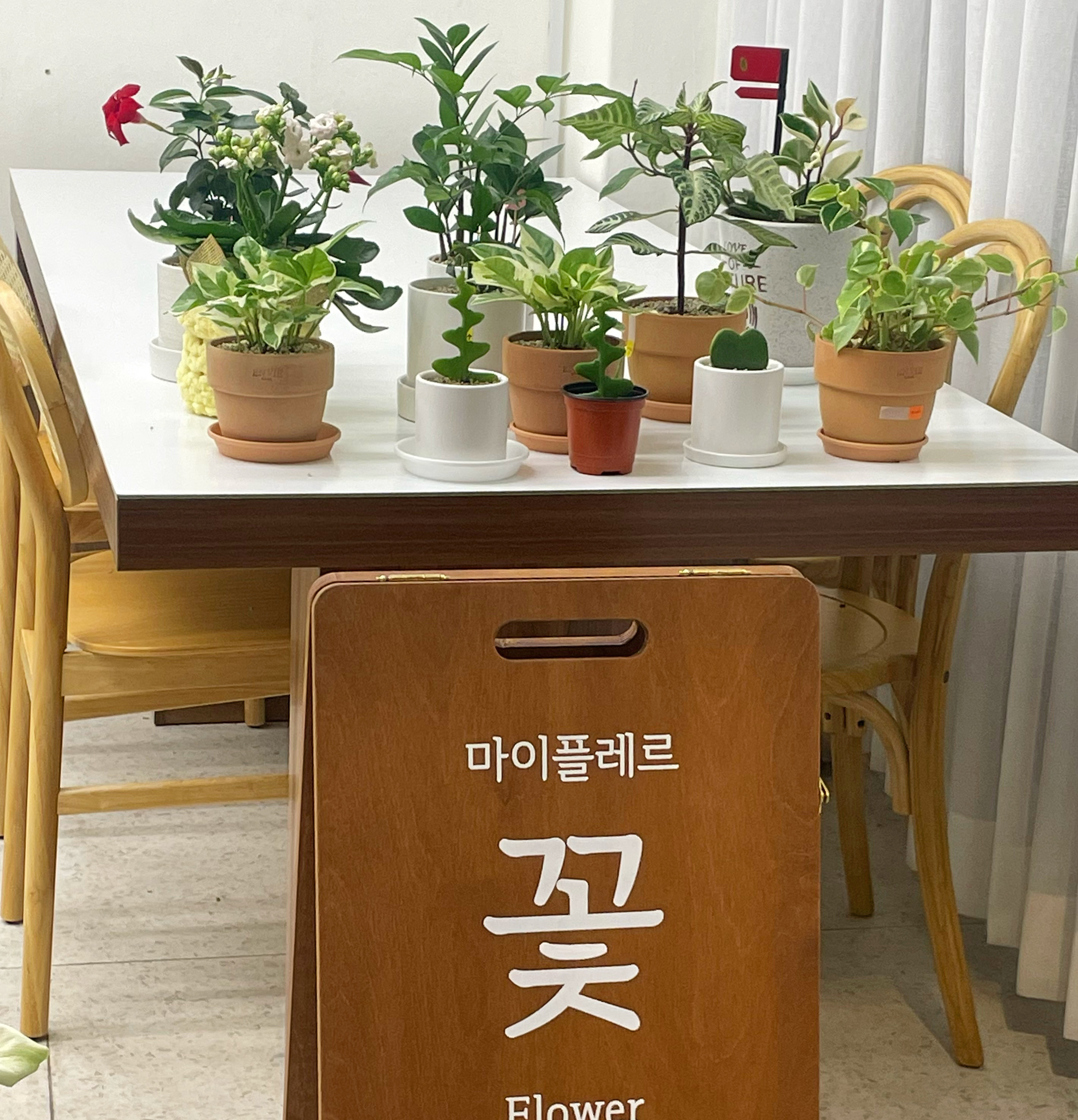 마이플레르