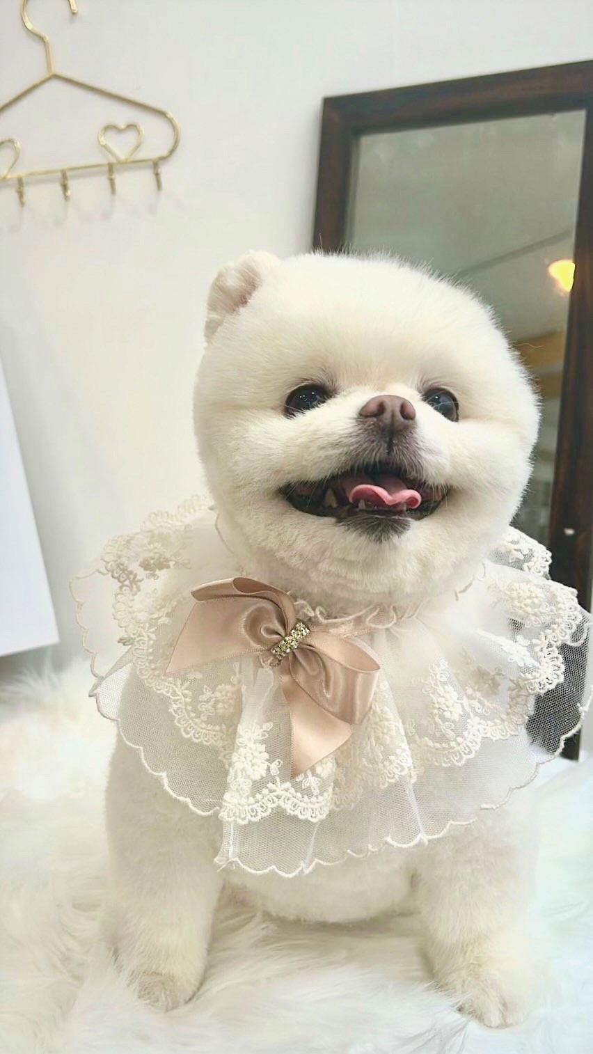 미뇽 대표 이미지