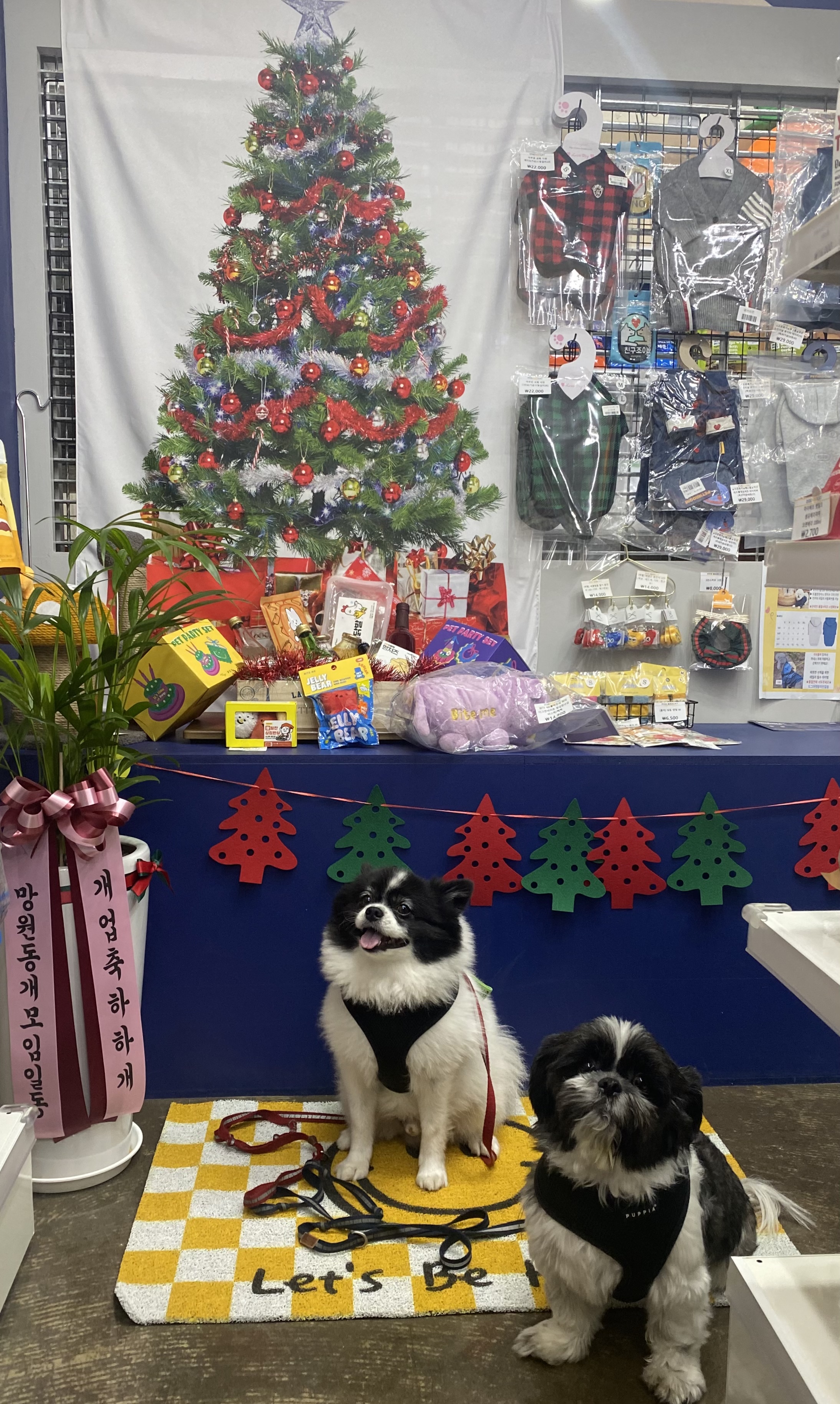 도그마캣 망원점 대표 이미지