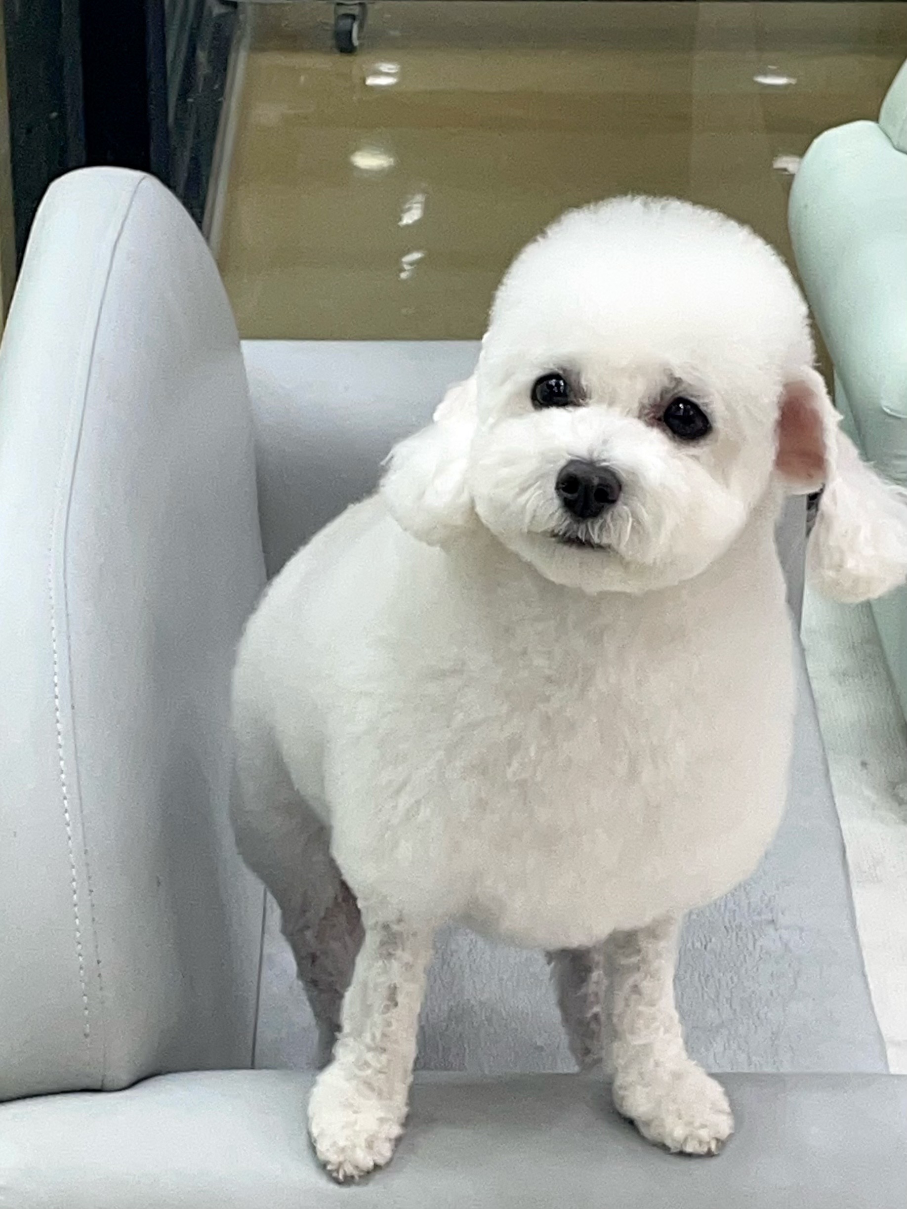 디어독 5
