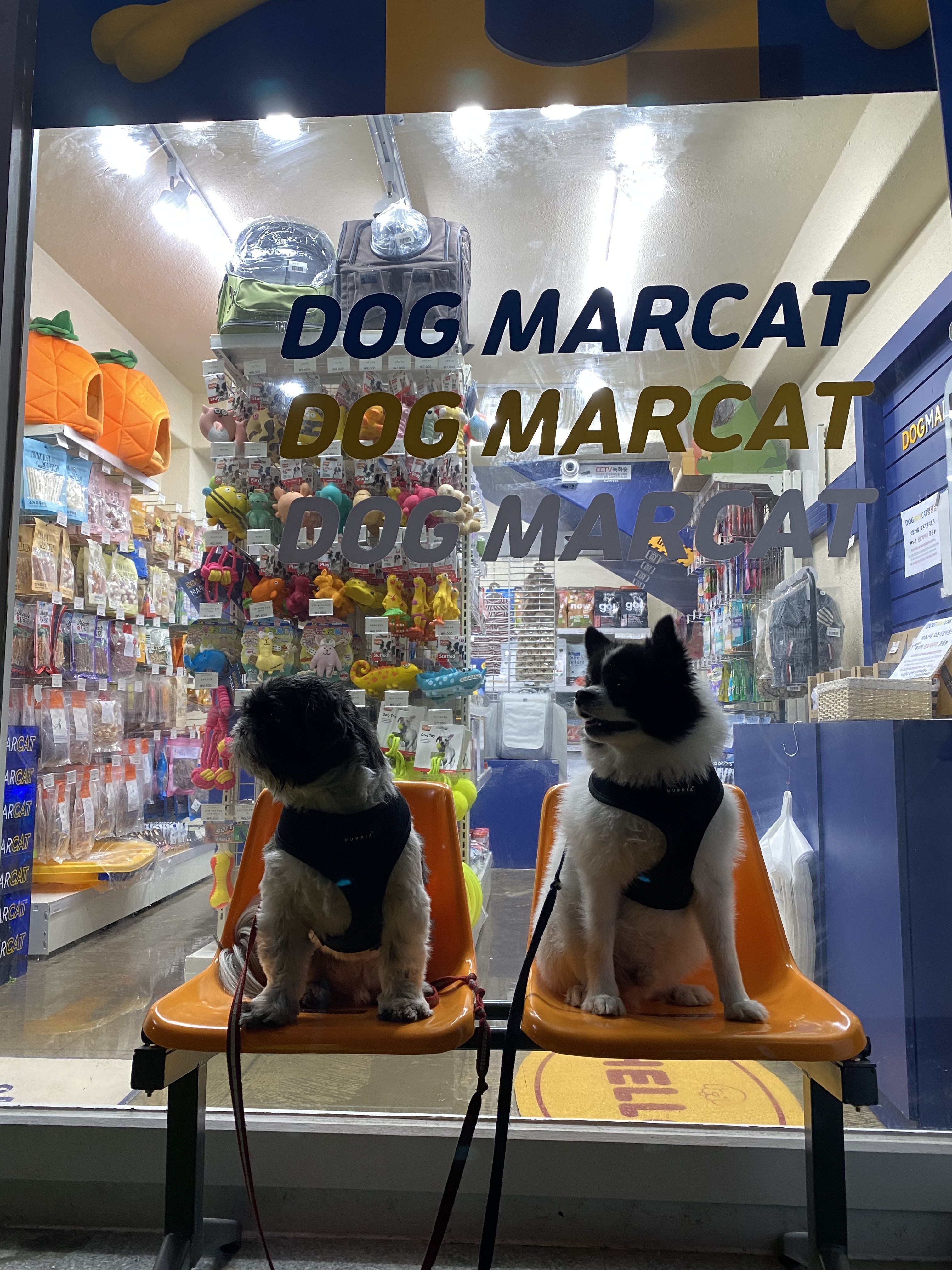 도그마캣 망원점 대표 이미지