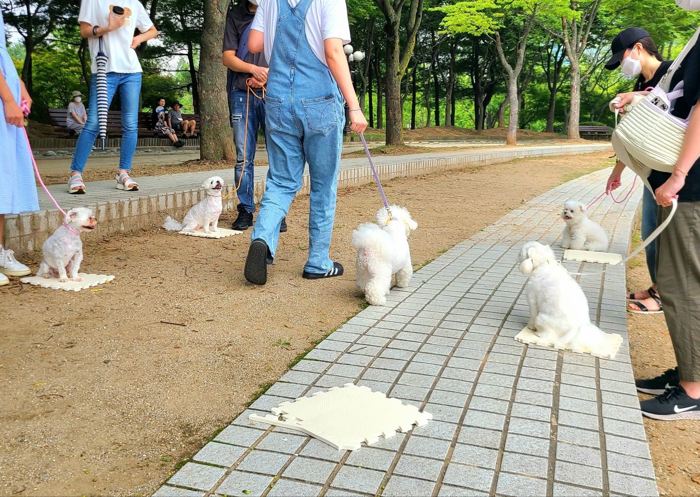 브리딩 강아지 훈련 대표 이미지