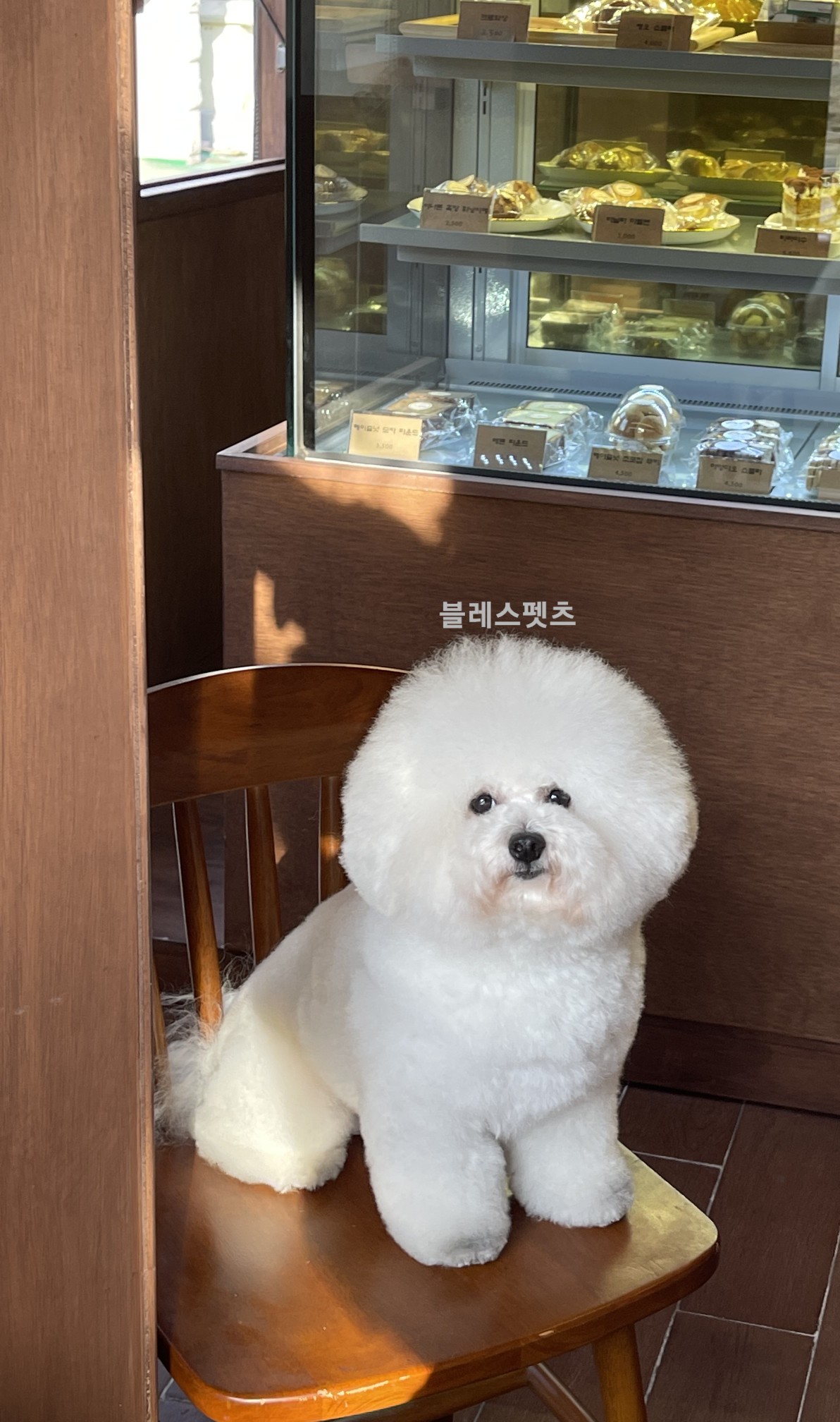 블리스펫츠