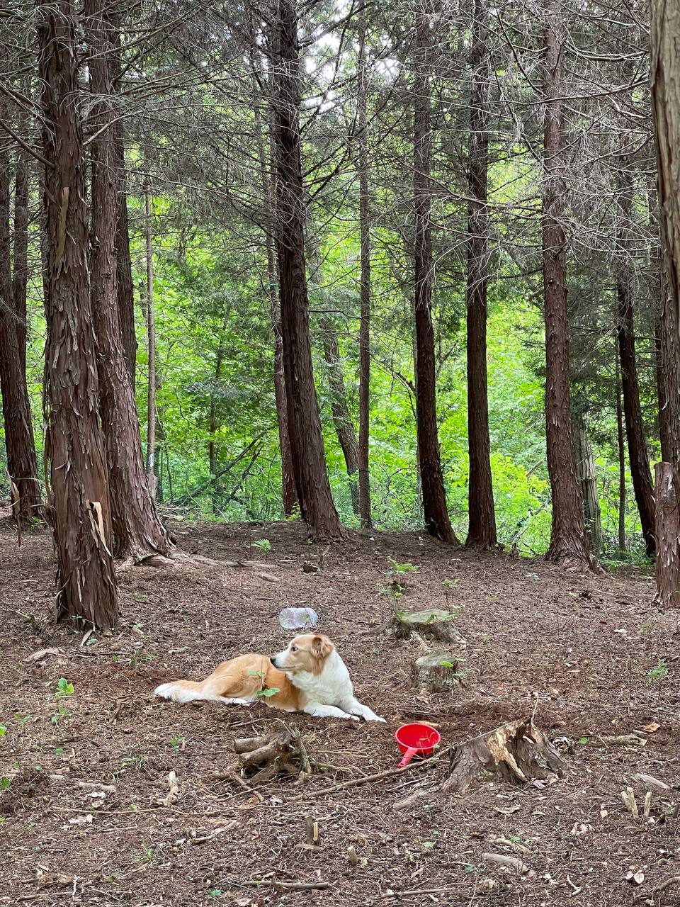 루루나나숲 대표 이미지