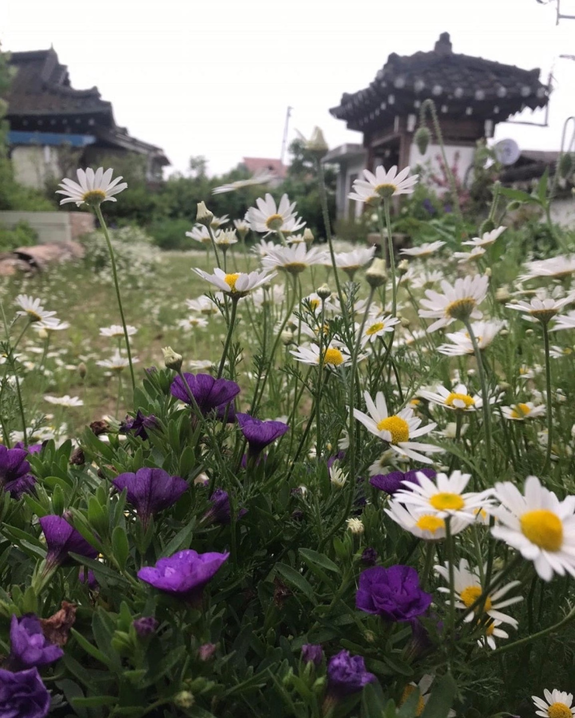 차마실산